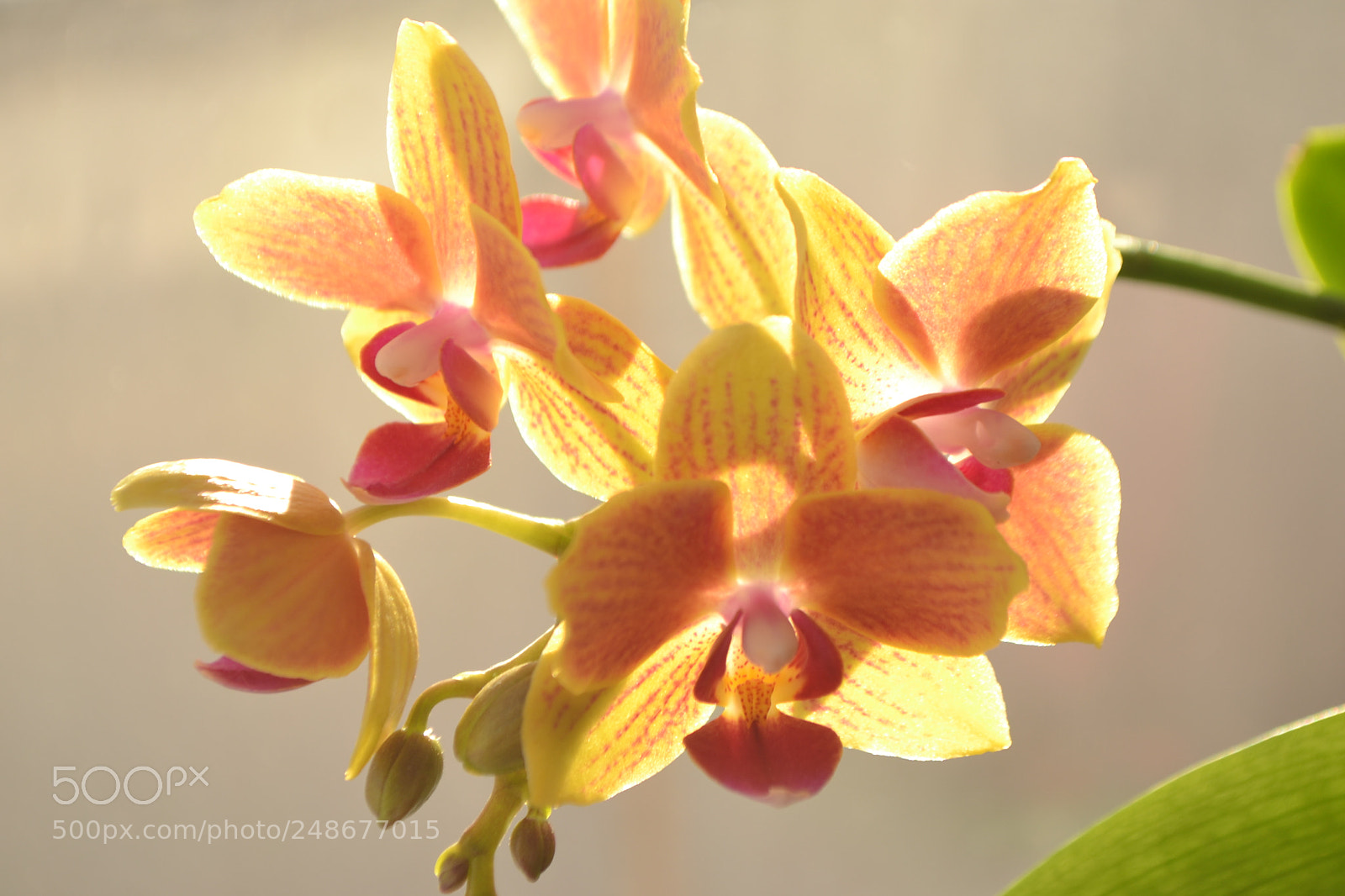 Nikon D3100 sample photo. Untitled photography
