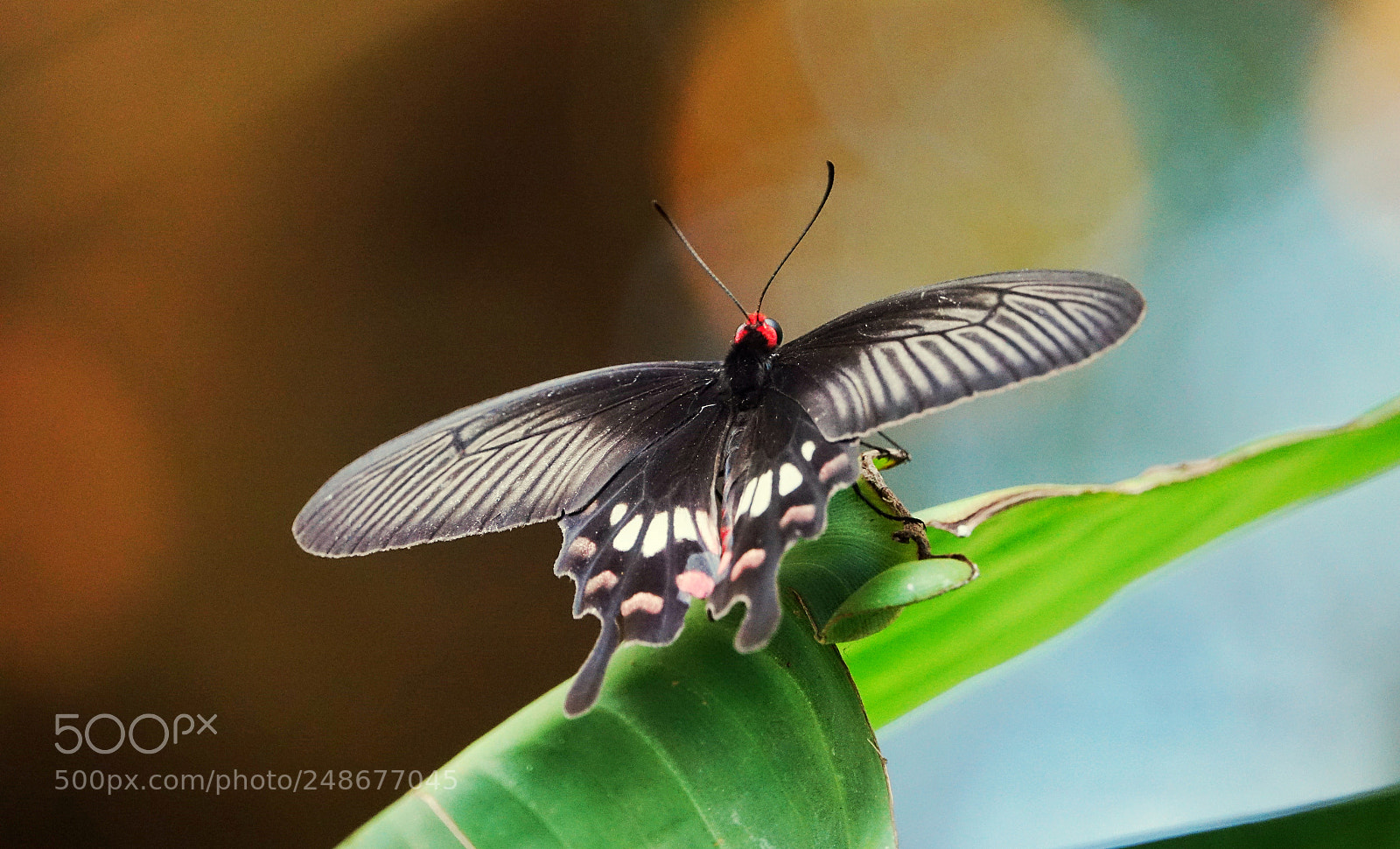 Sony Cyber-shot DSC-RX10 III sample photo. The butterfly effect 3 photography