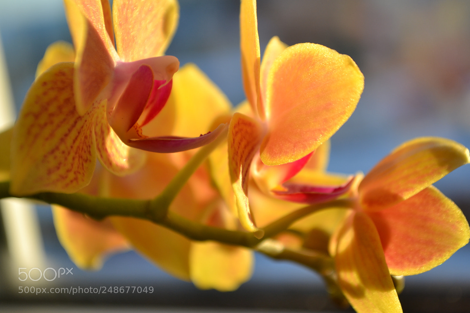 Nikon D3100 sample photo. Untitled photography