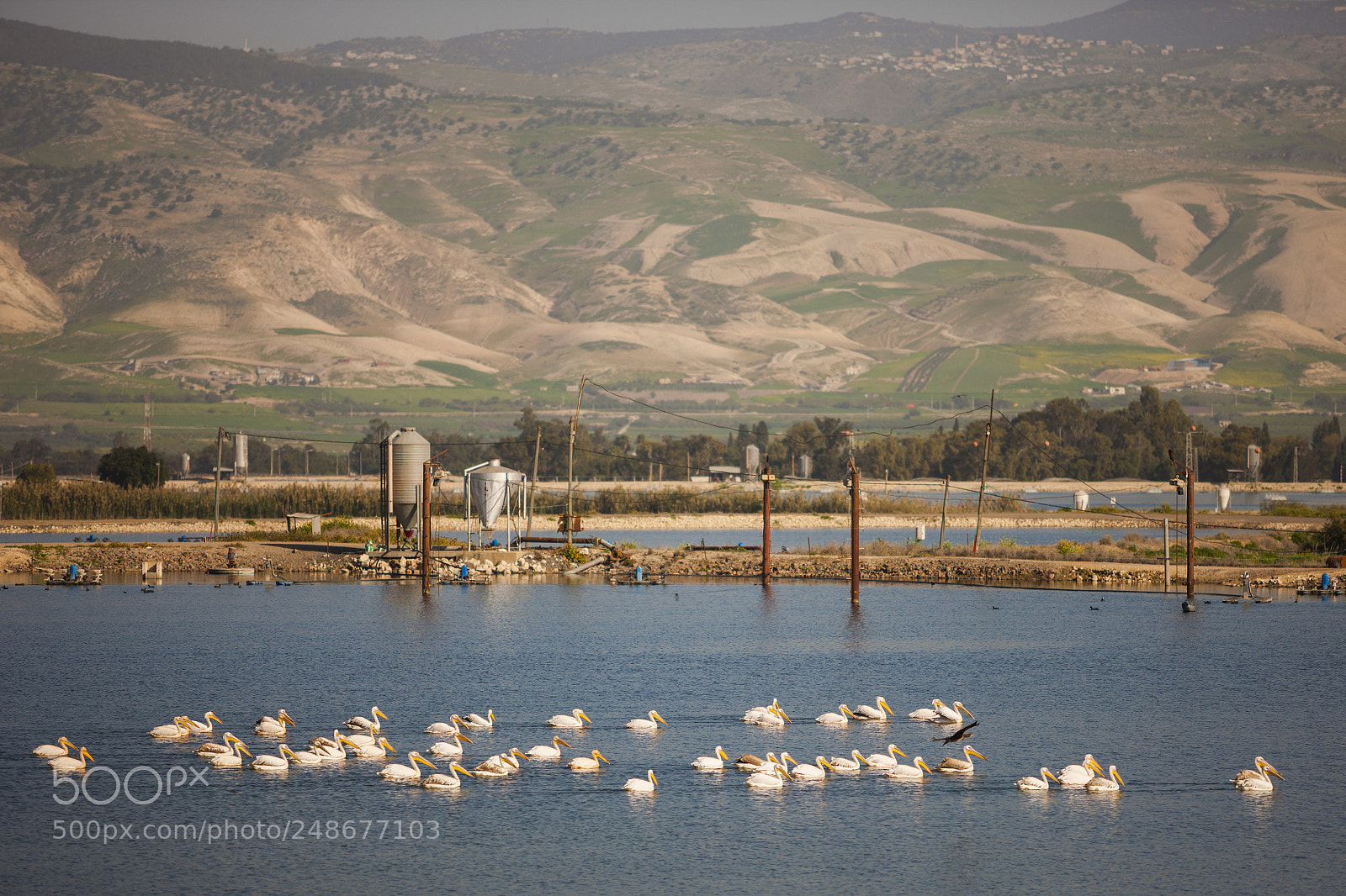 Canon EOS-1Ds Mark III sample photo. Pelicans photography