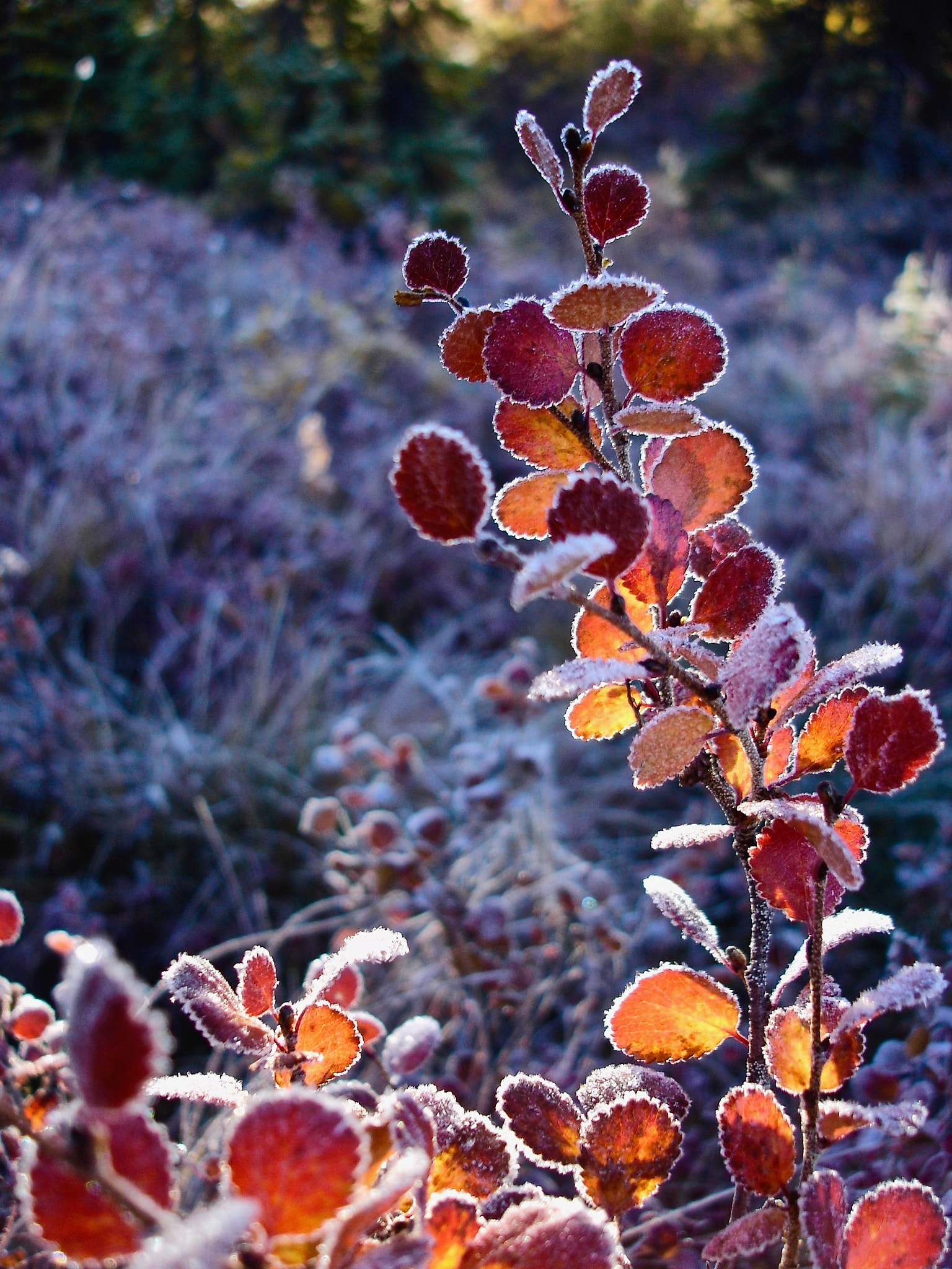 Sony DSC-W1 sample photo. Frosty morning light photography