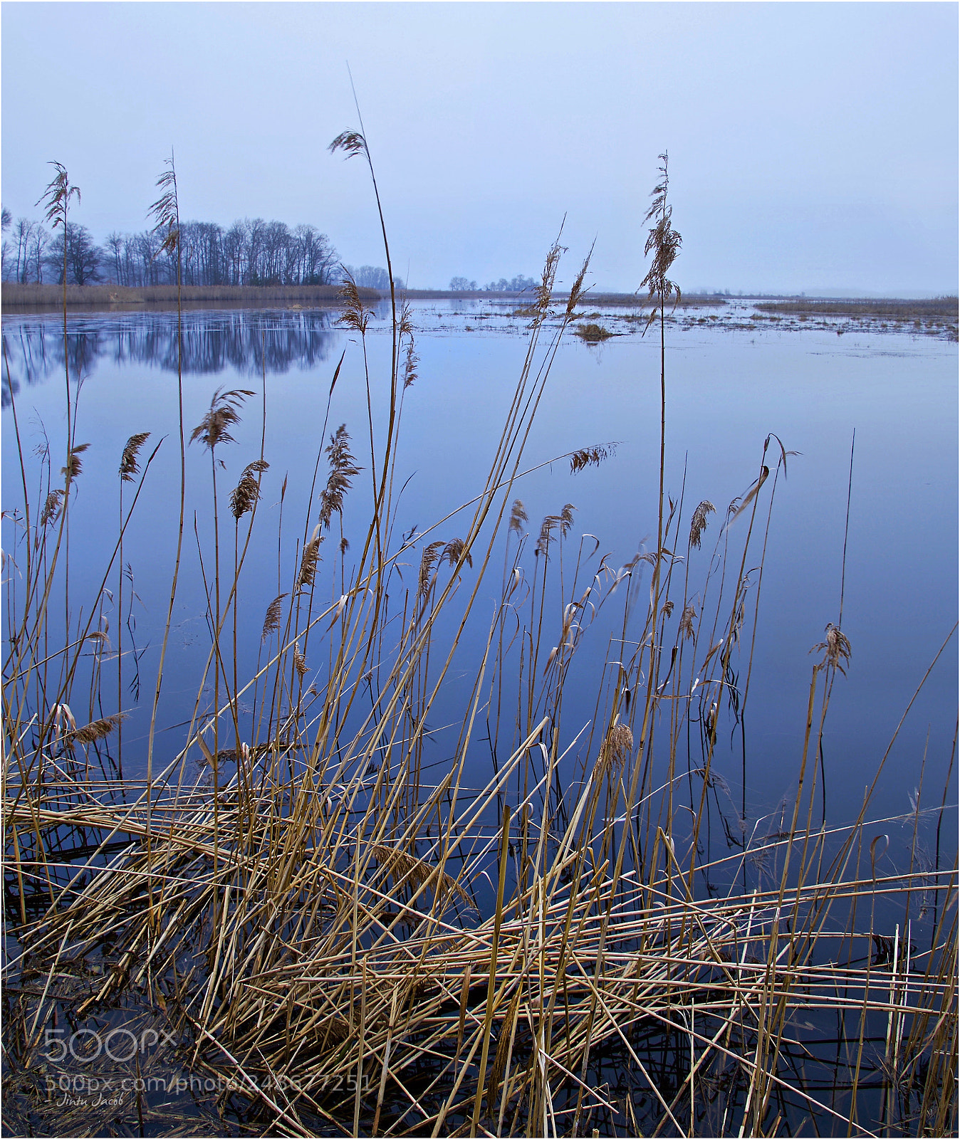 Nikon D500 sample photo. Reeds over the calm photography