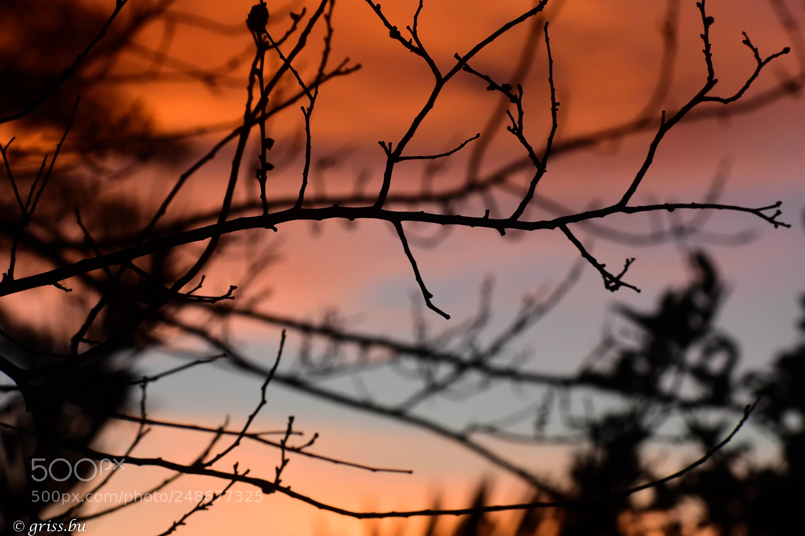 Nikon D3400 sample photo. "las ramas.... photography