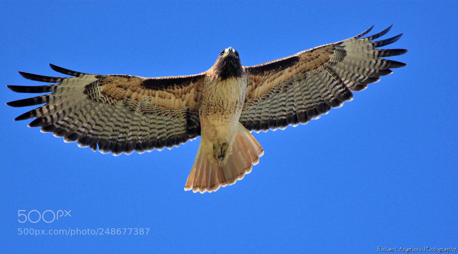 Nikon D7200 sample photo. Red tail hawk wingspan photography