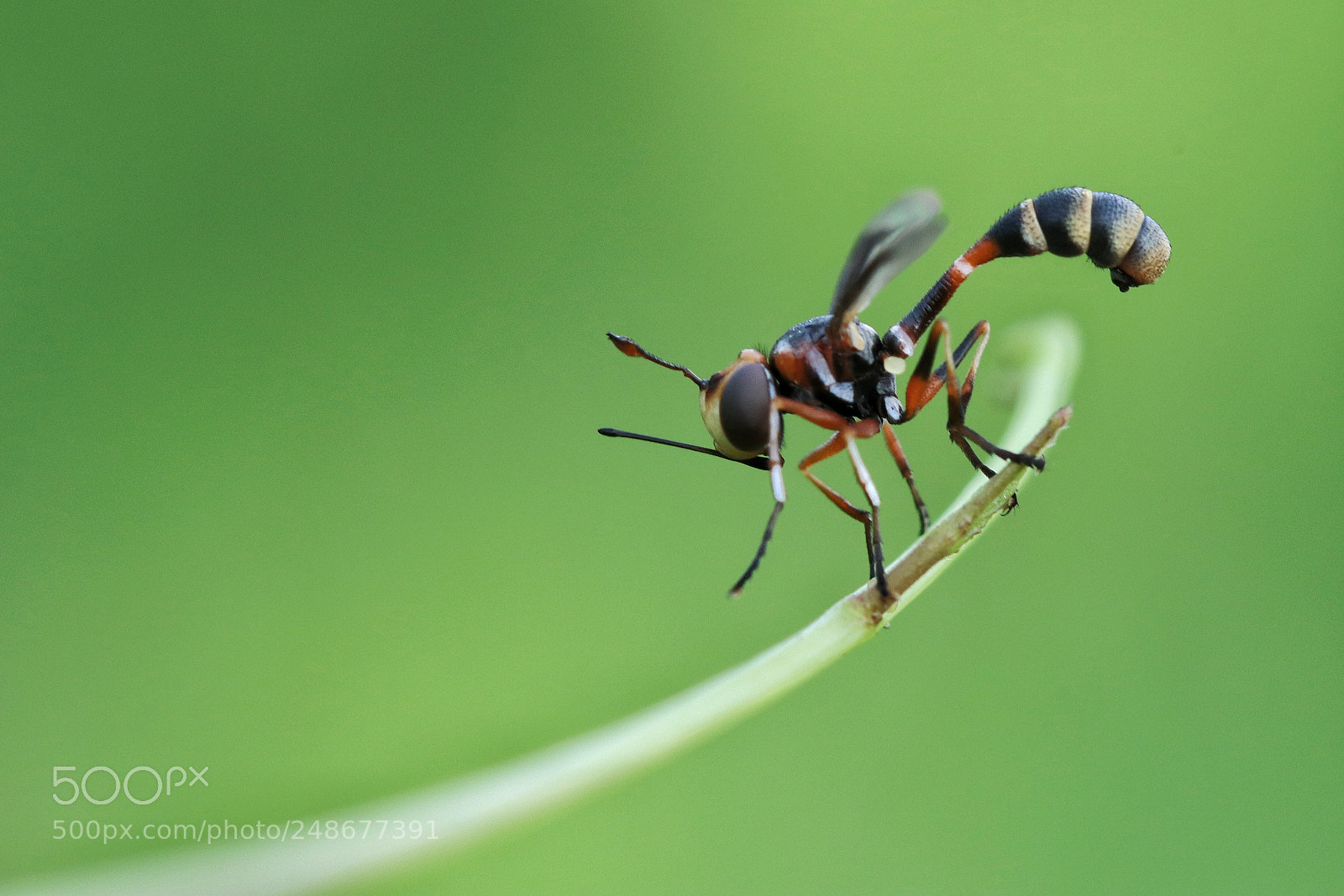 Canon EOS M5 sample photo. Bee photography