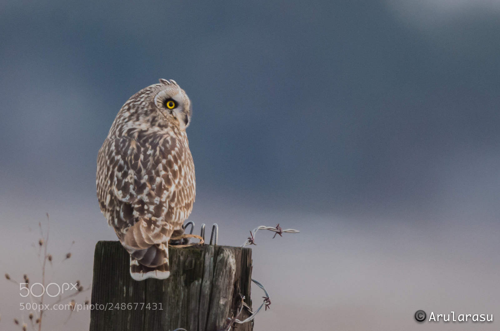 Nikon D7000 sample photo. Short-eared owl photography