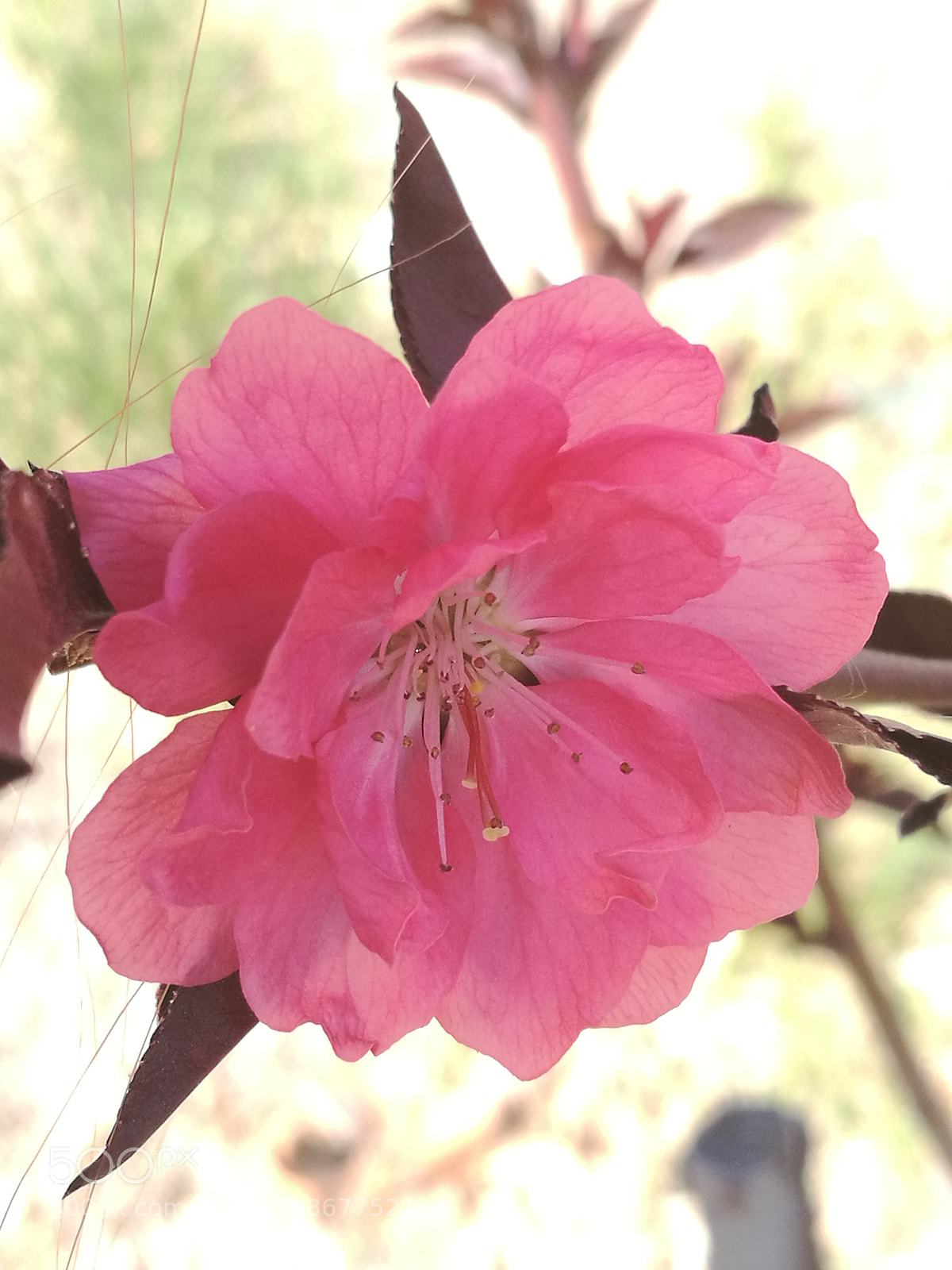 HUAWEI P9 sample photo. Peachy photography