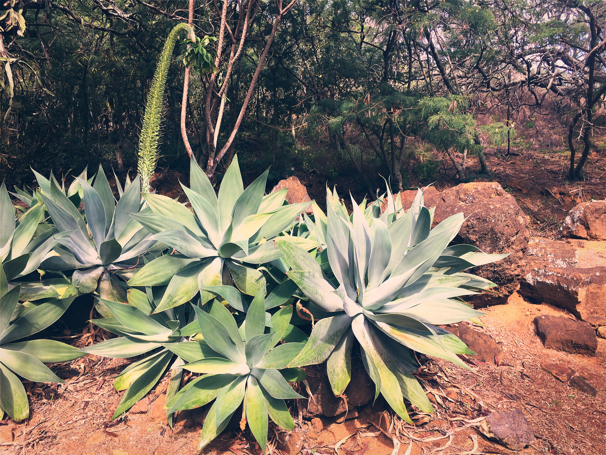 Hipstamatic 339 sample photo. Agaves photography