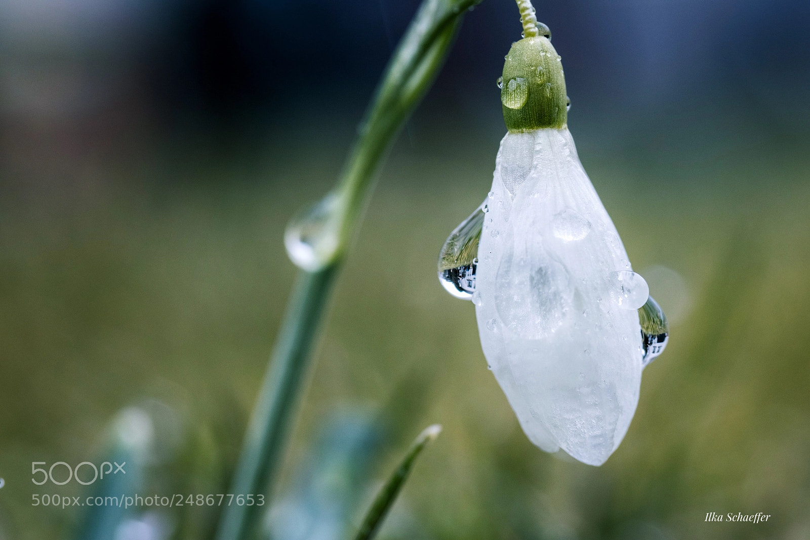 Canon EOS 80D sample photo. Aufgetaut photography