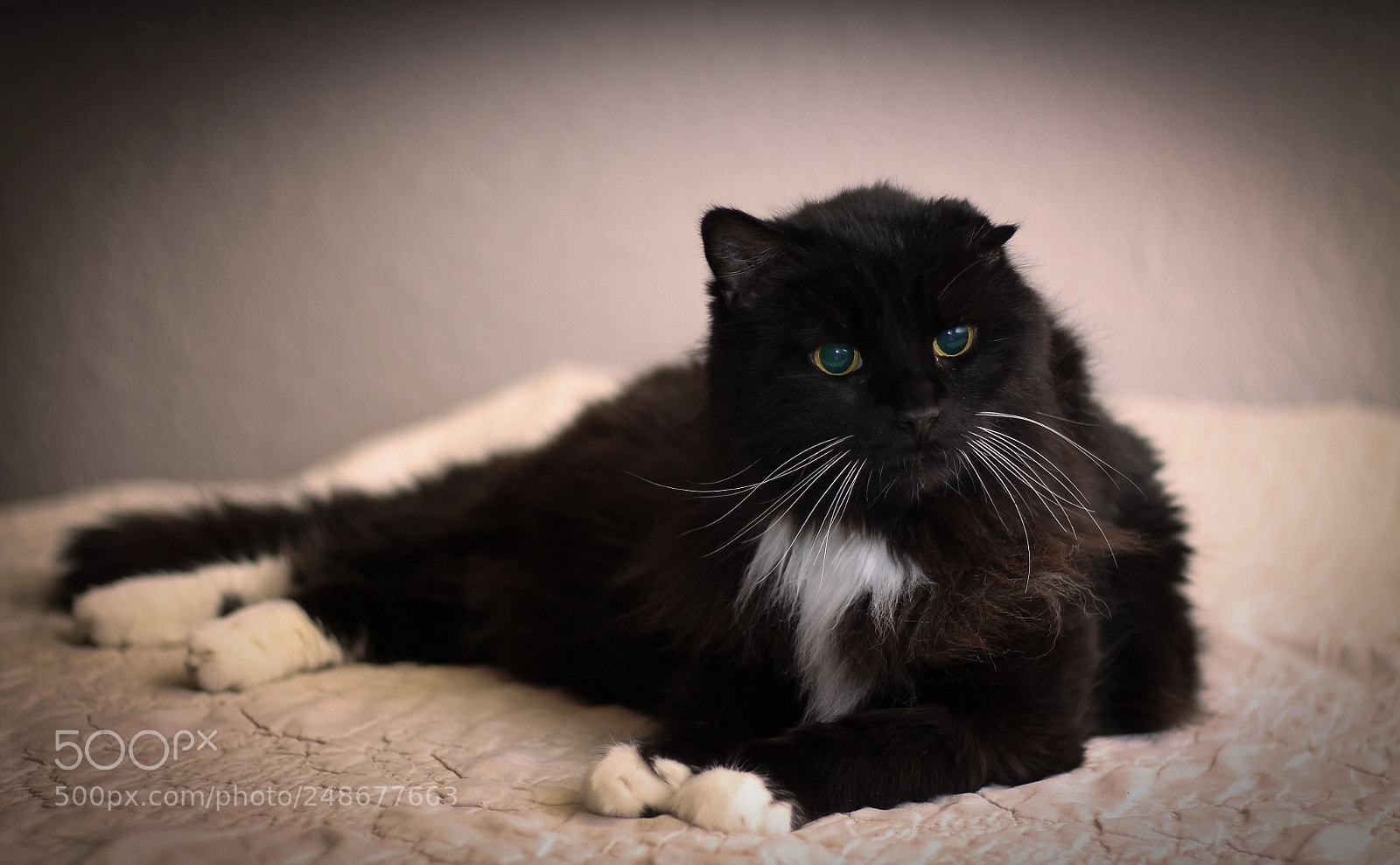 Canon EOS 1100D (EOS Rebel T3 / EOS Kiss X50) sample photo. Oreo photography