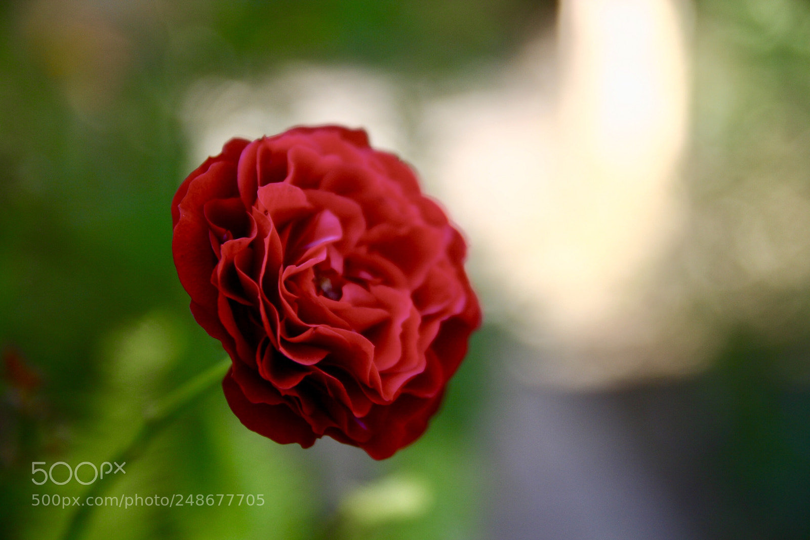 Canon EOS 350D (EOS Digital Rebel XT / EOS Kiss Digital N) sample photo. Rose photography