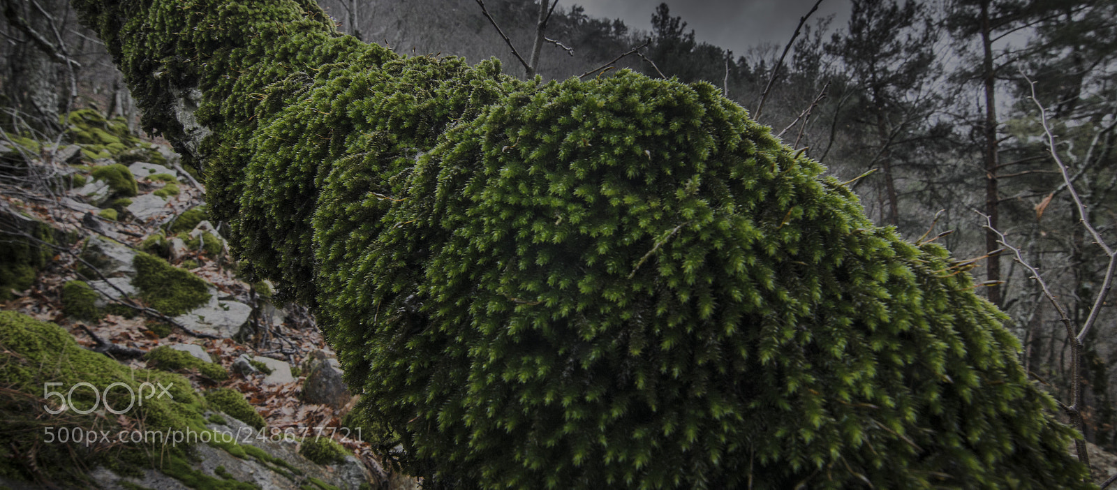 Nikon D7000 sample photo. Moss photography