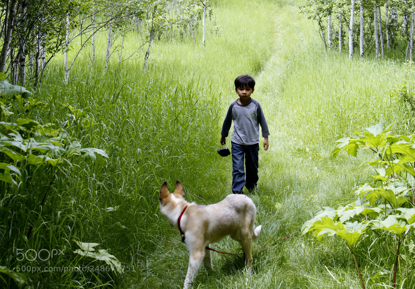 Canon EOS 50D sample photo. Into the wood photography