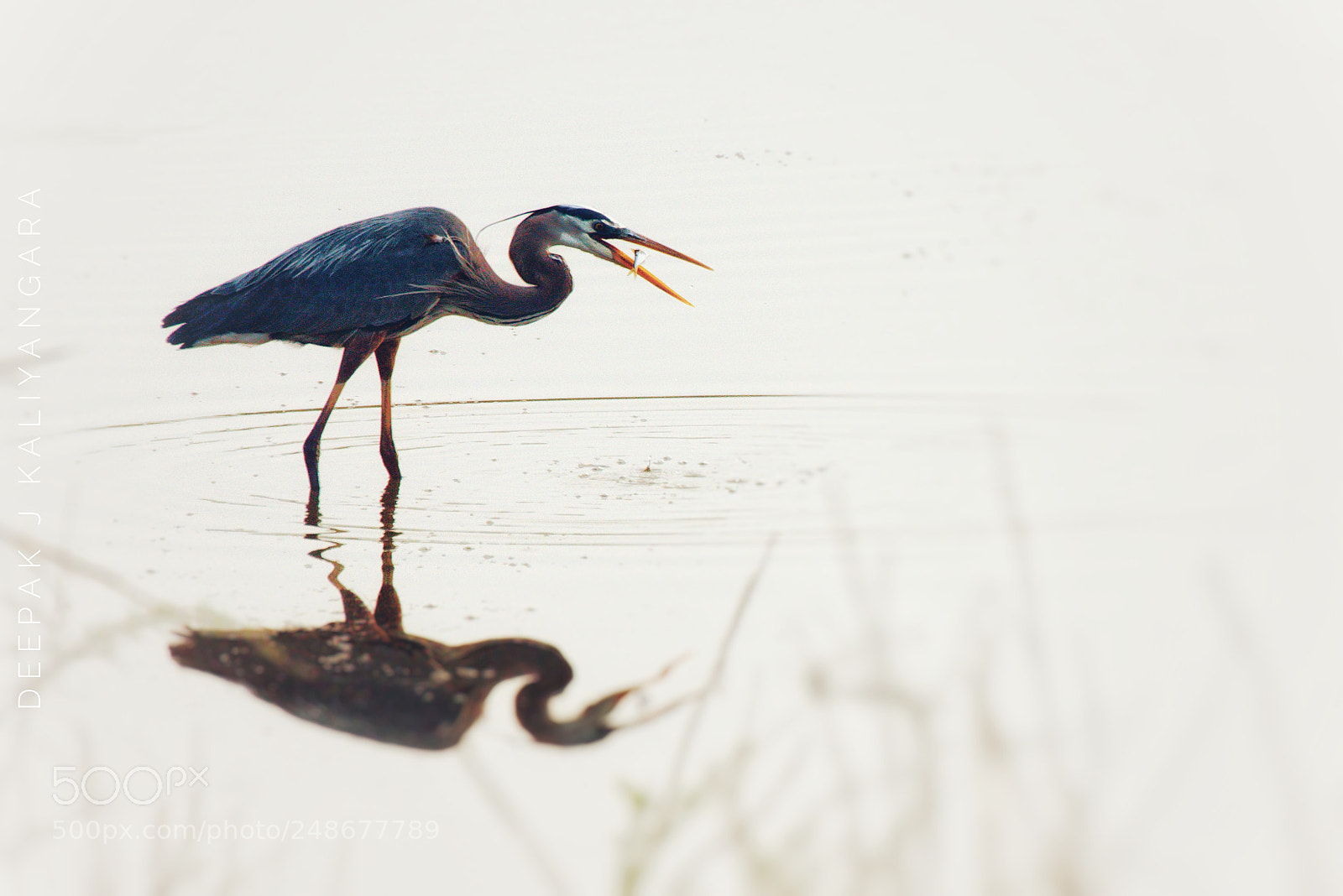 Pentax K-S2 sample photo. Great blue heron with photography