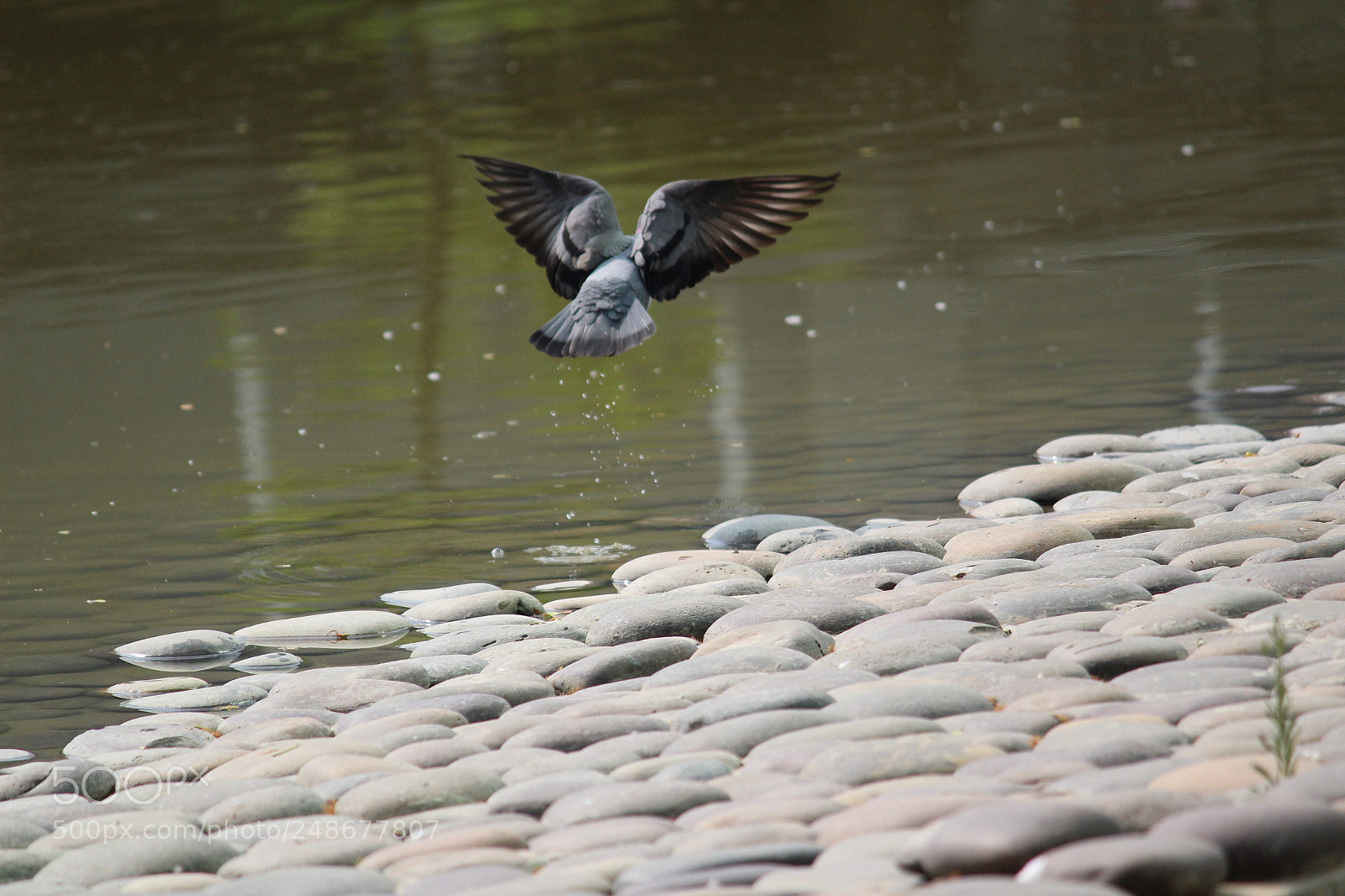 Canon EF-S 55-250mm F4-5.6 IS II sample photo. Flying pigeon photography