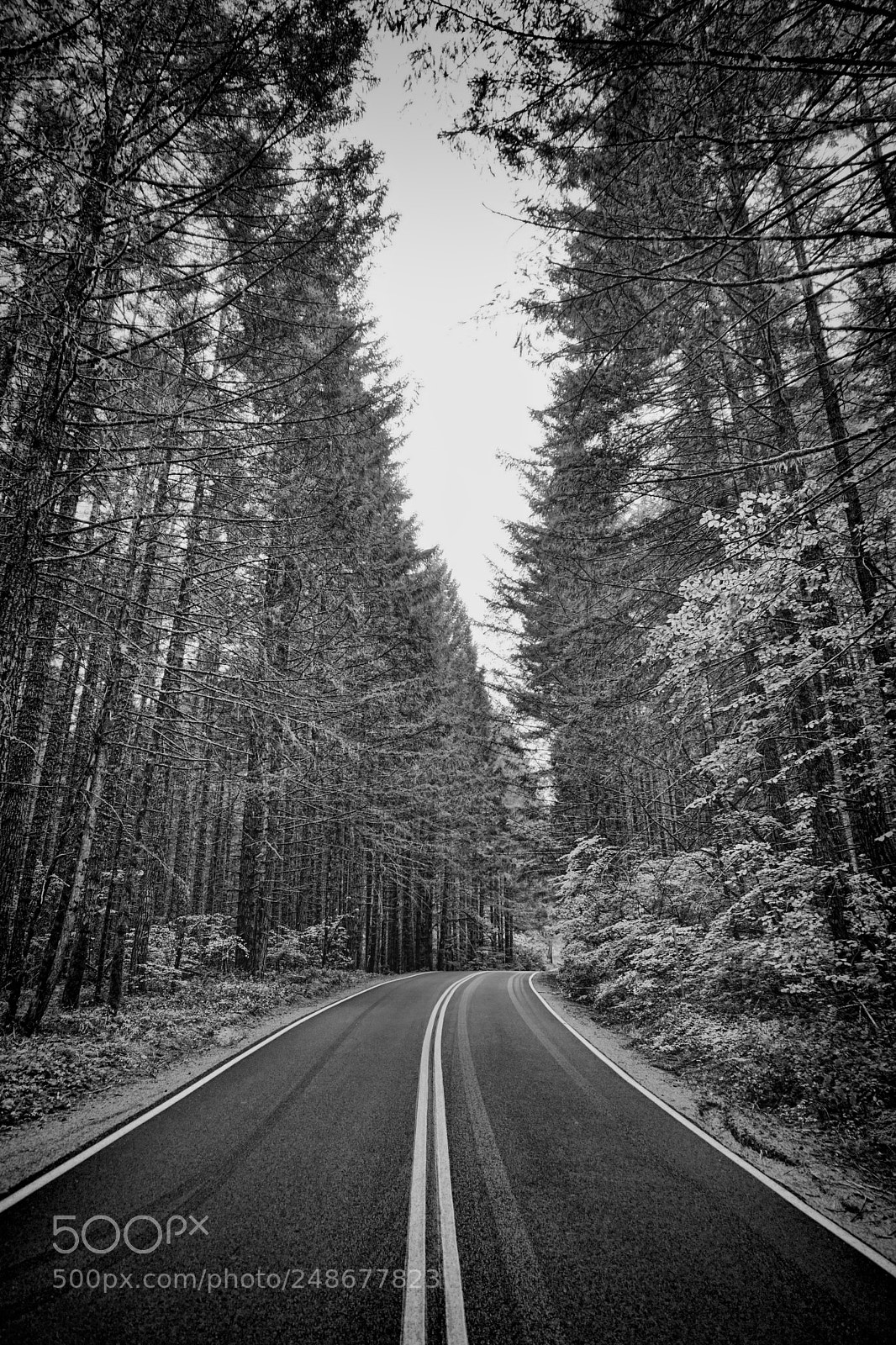 Sony a6000 sample photo. The narrow forest road photography