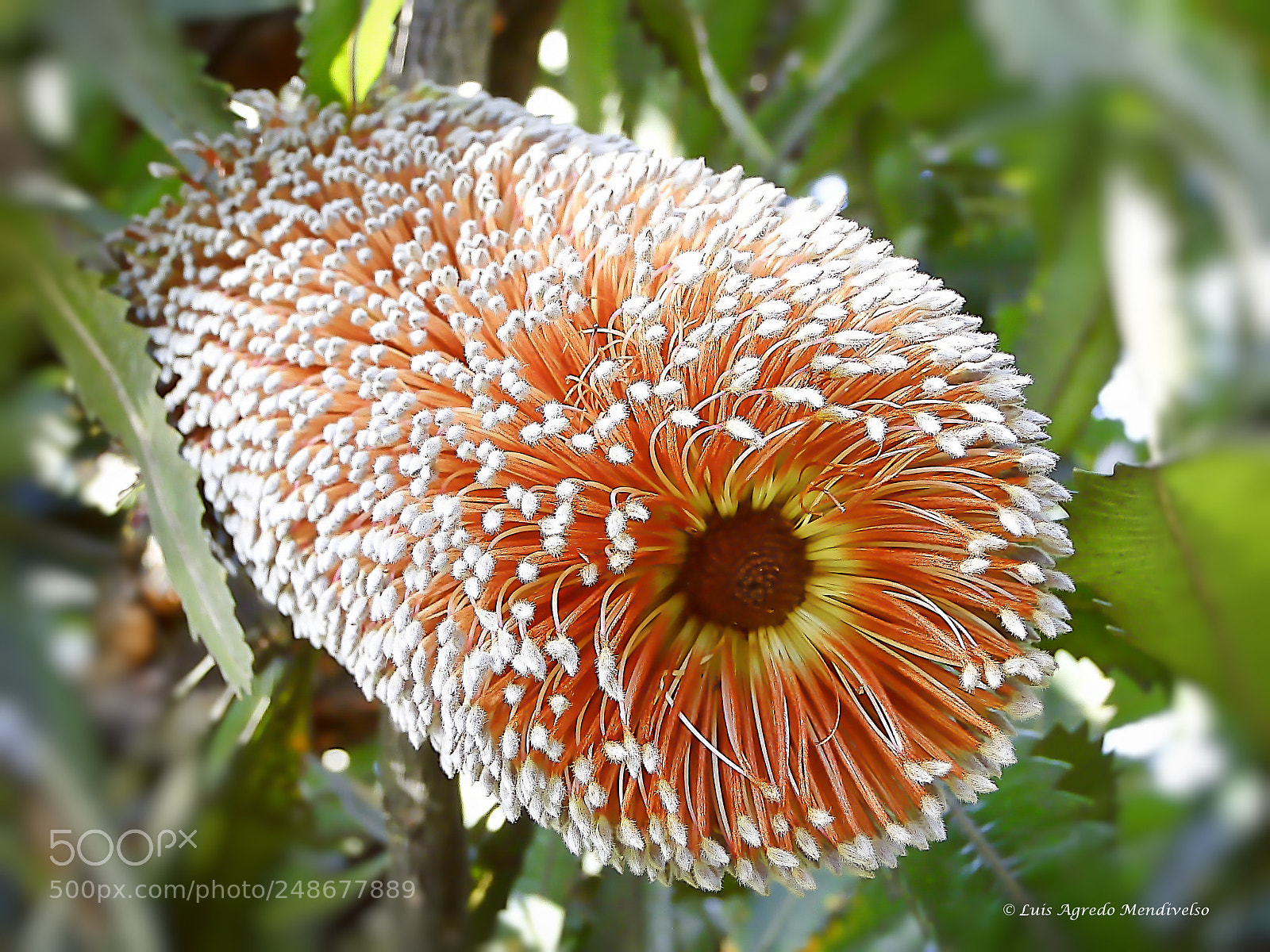 Sony Cyber-shot DSC-HX1 sample photo. Amazing flower photography