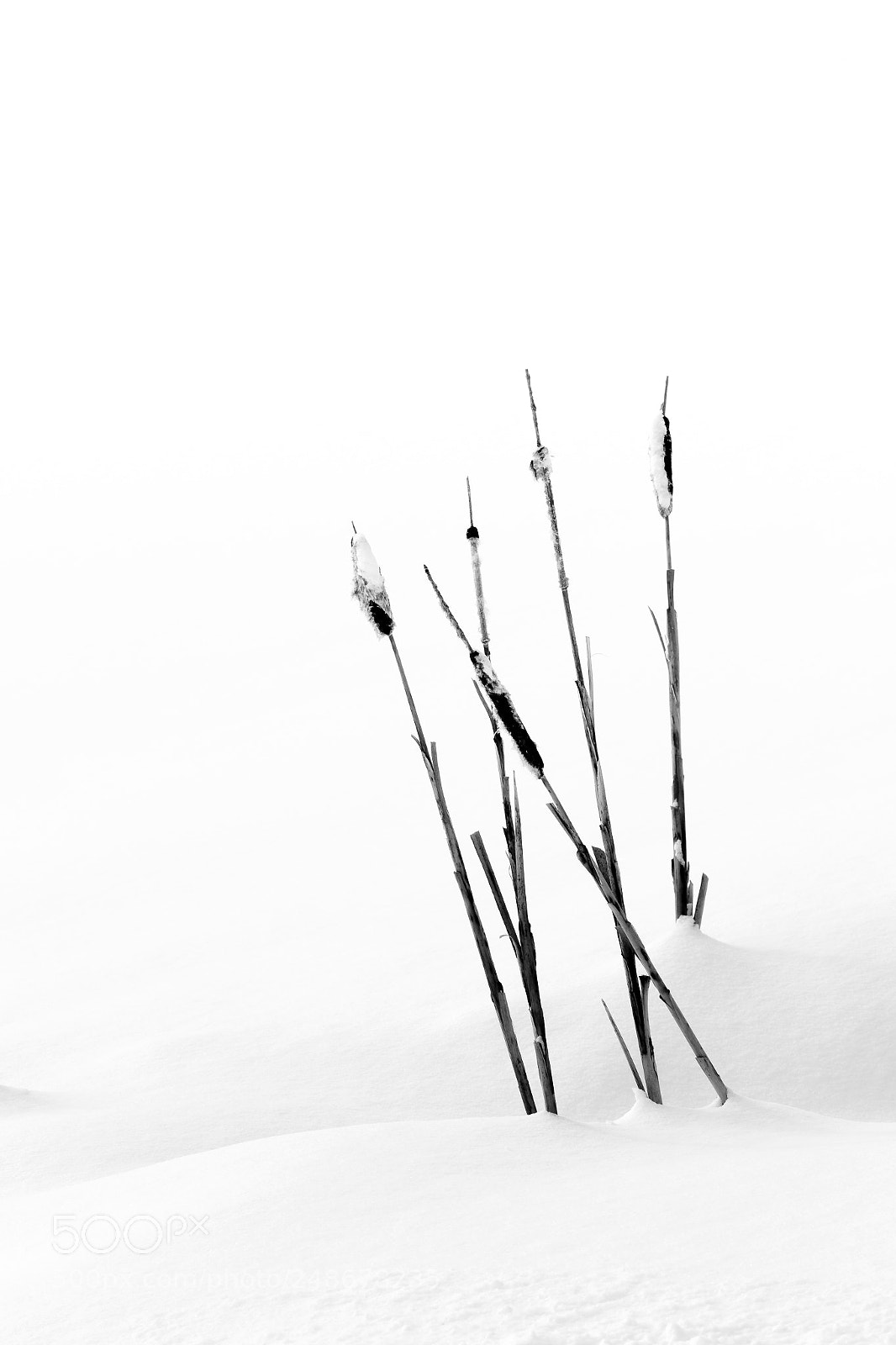 Canon EOS 7D Mark II sample photo. Winter bulrushes photography