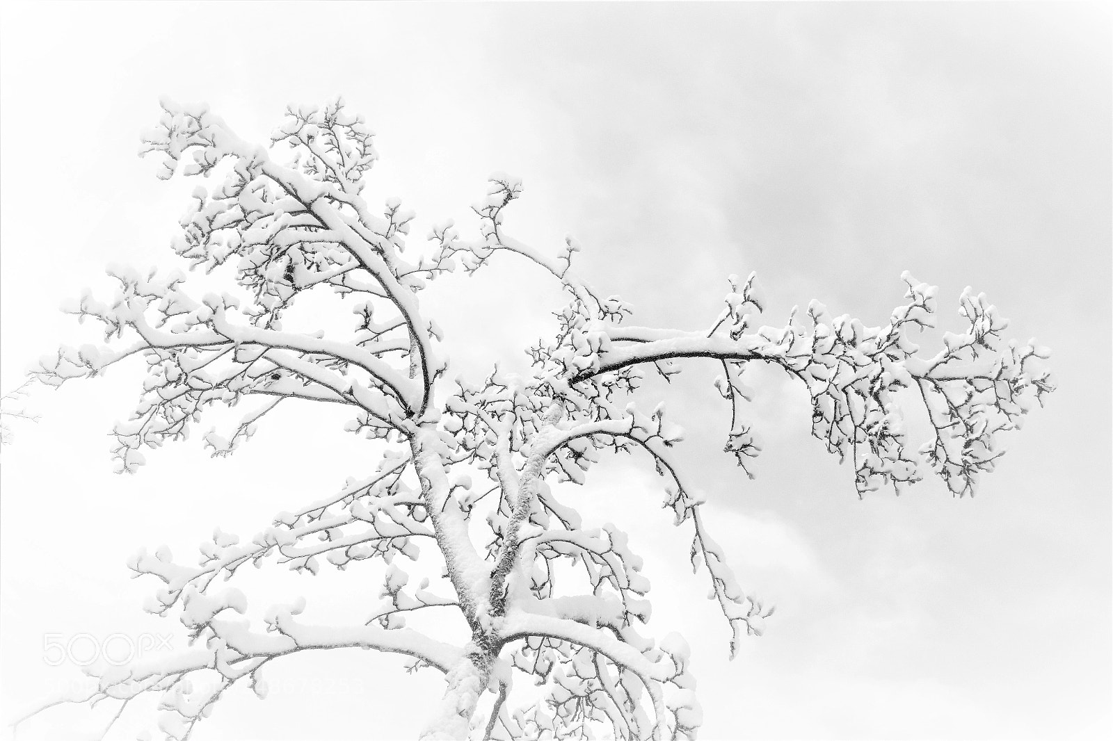 Canon EOS 60D sample photo. Magnolia tree －－玉兰花更艳 photography