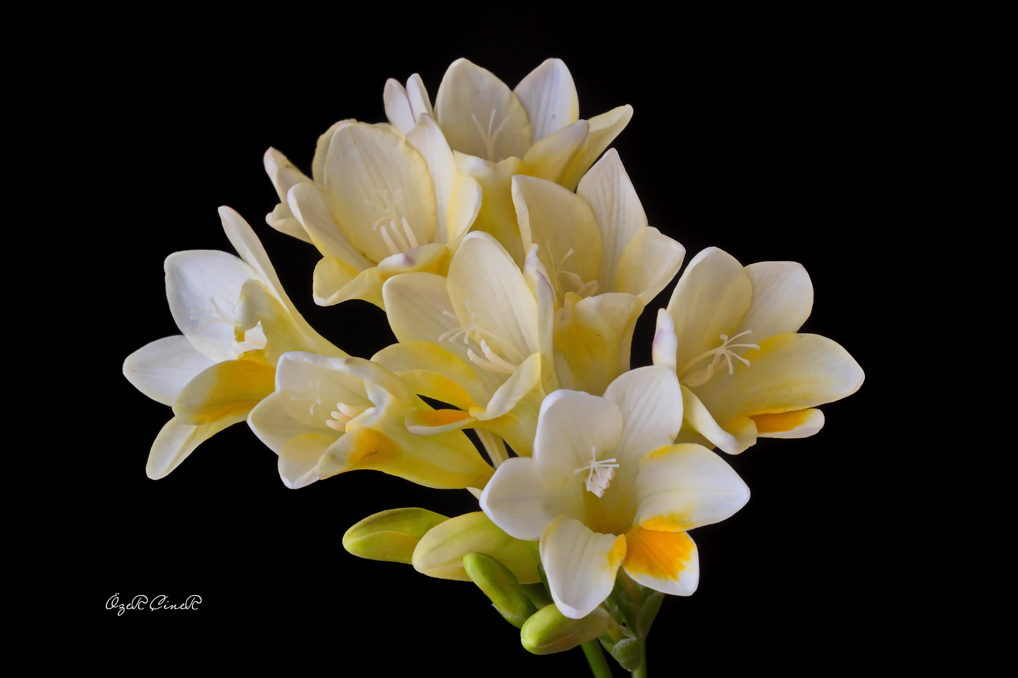 Canon EF 100mm F2.8L Macro IS USM sample photo. Let's sing a joyful song together. photography