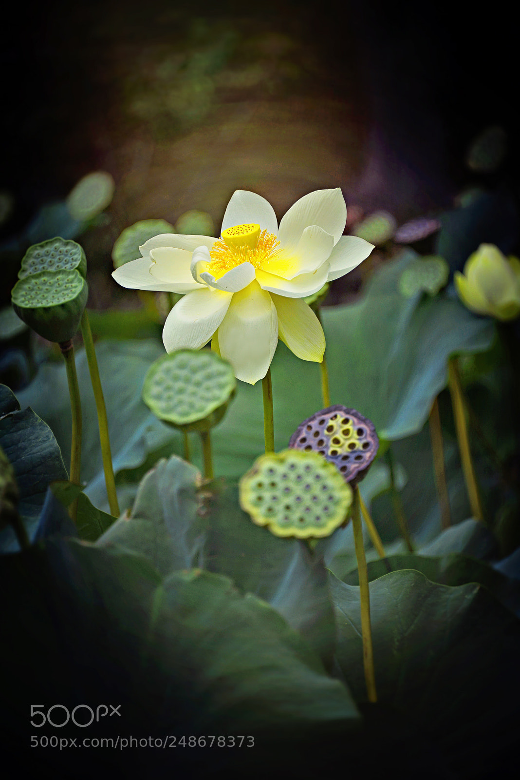 Nikon D800E sample photo. White lotus photography
