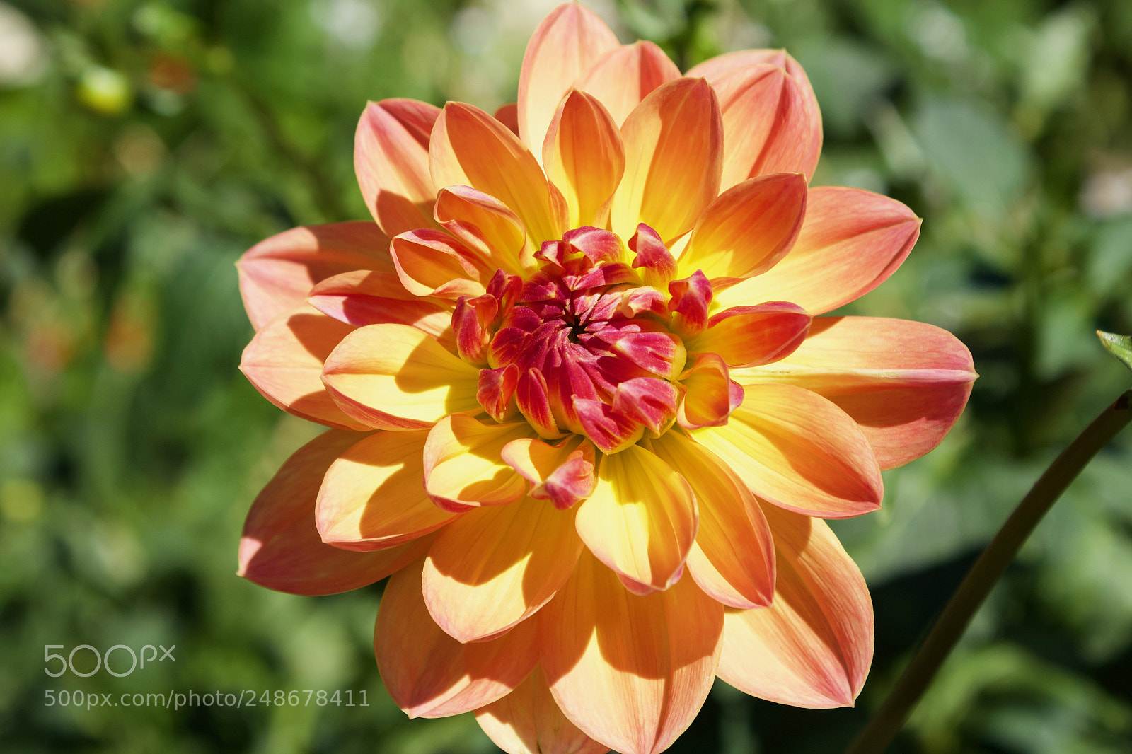 Canon EOS 1200D (EOS Rebel T5 / EOS Kiss X70 / EOS Hi) sample photo. Dahlia pretending to be photography