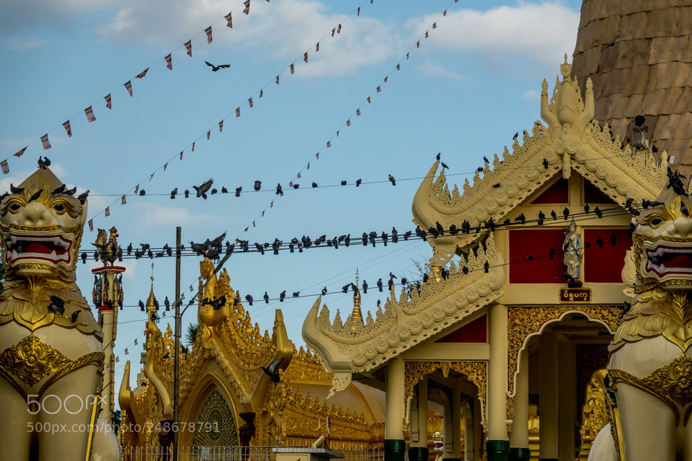 Sony Cyber-shot DSC-RX10 III sample photo. Like a bird on photography