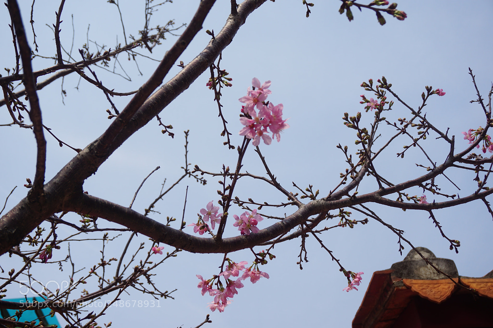 Sony a5100 sample photo. Untitled photography