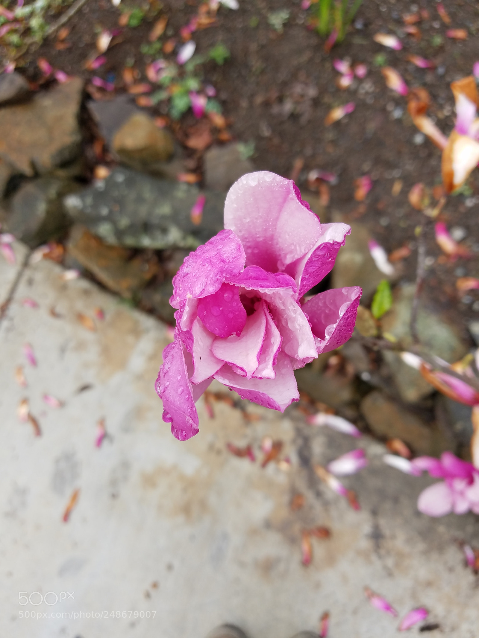 Samsung Galaxy S7 sample photo. Flora photography