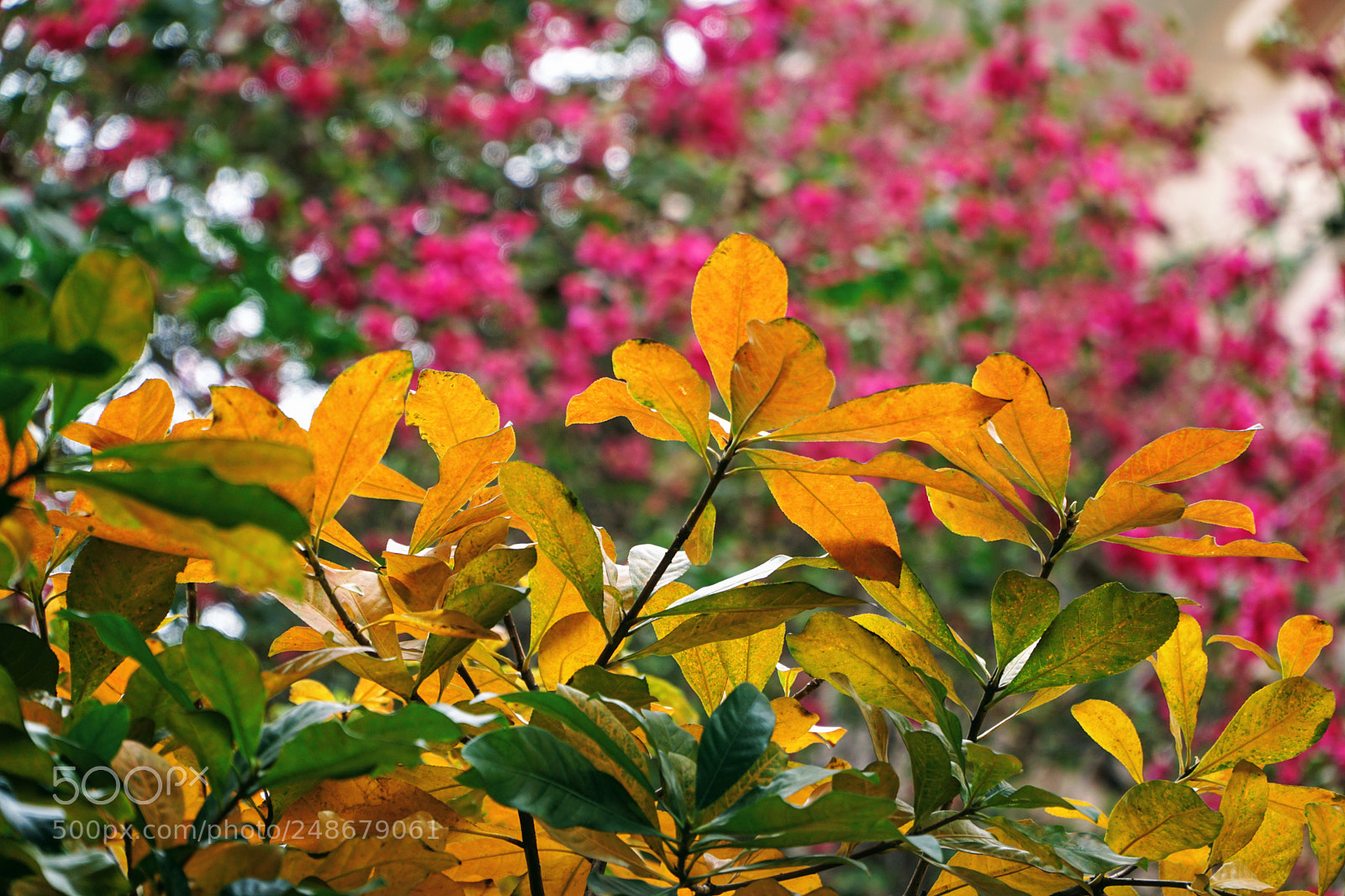 Sony a6000 sample photo. Yellow leaf photography