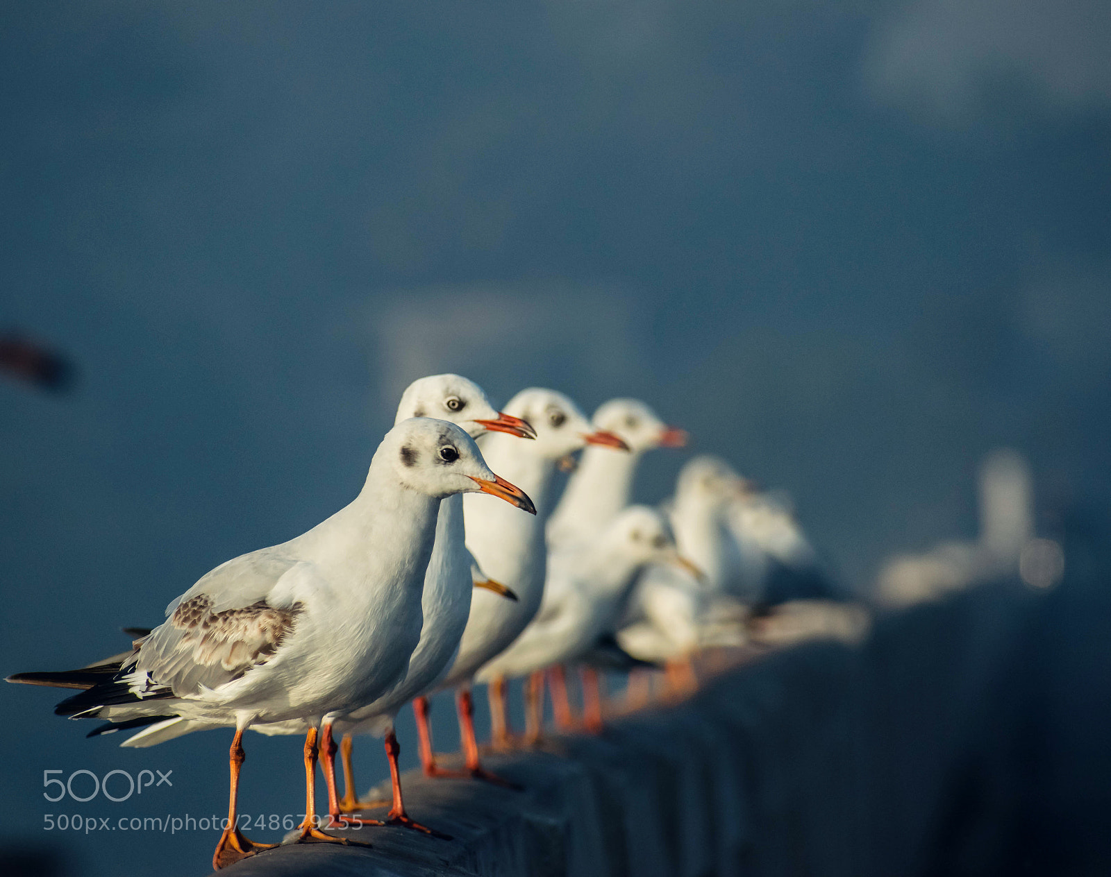 Nikon D5300 sample photo. Rivergulls photography