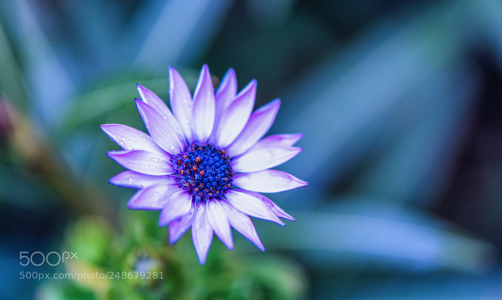 Nikon D850 sample photo. Crying spring starlet photography