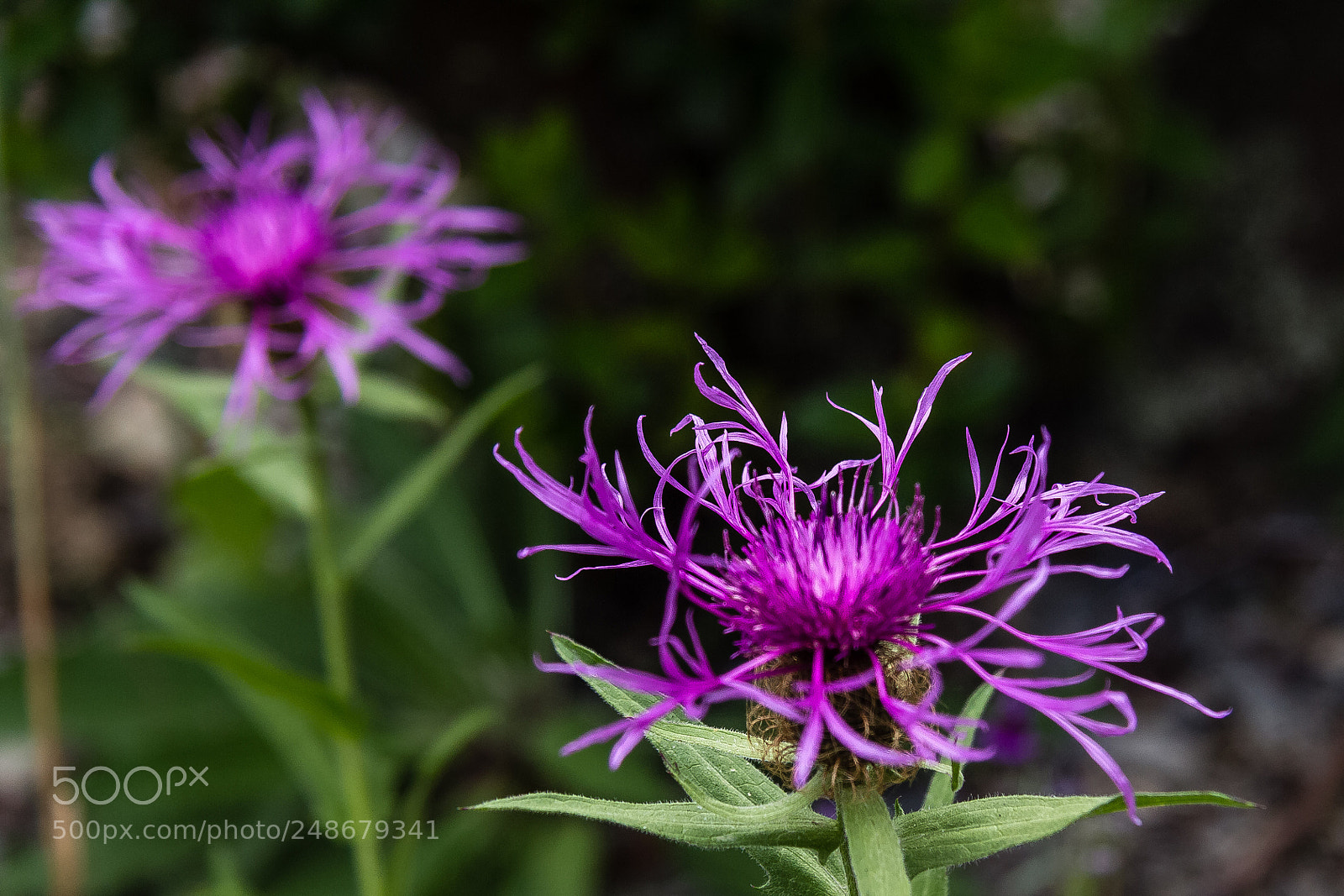 Canon EOS 60D sample photo. Centaurea uniflora photography