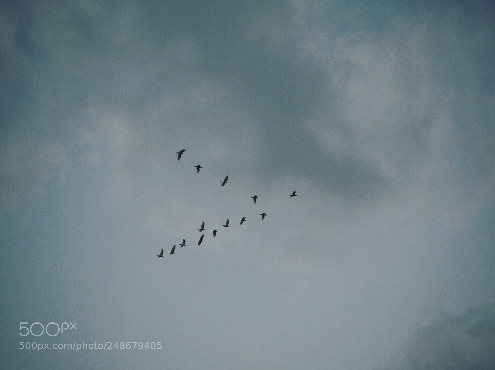 Olympus OM-D E-M10 II sample photo. Leader and follower photography