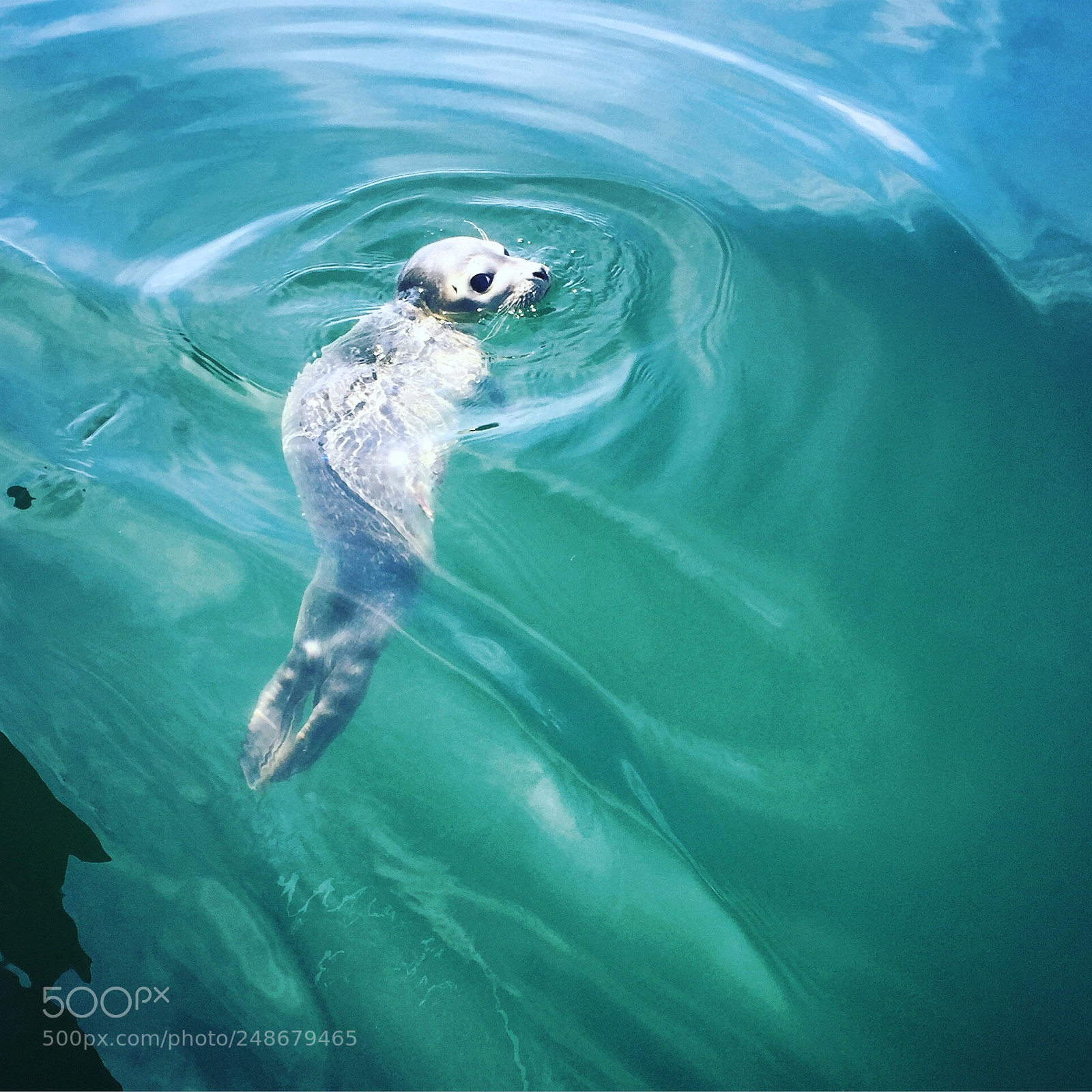 Apple iPhone 6 sample photo. Seal pup wondering around photography