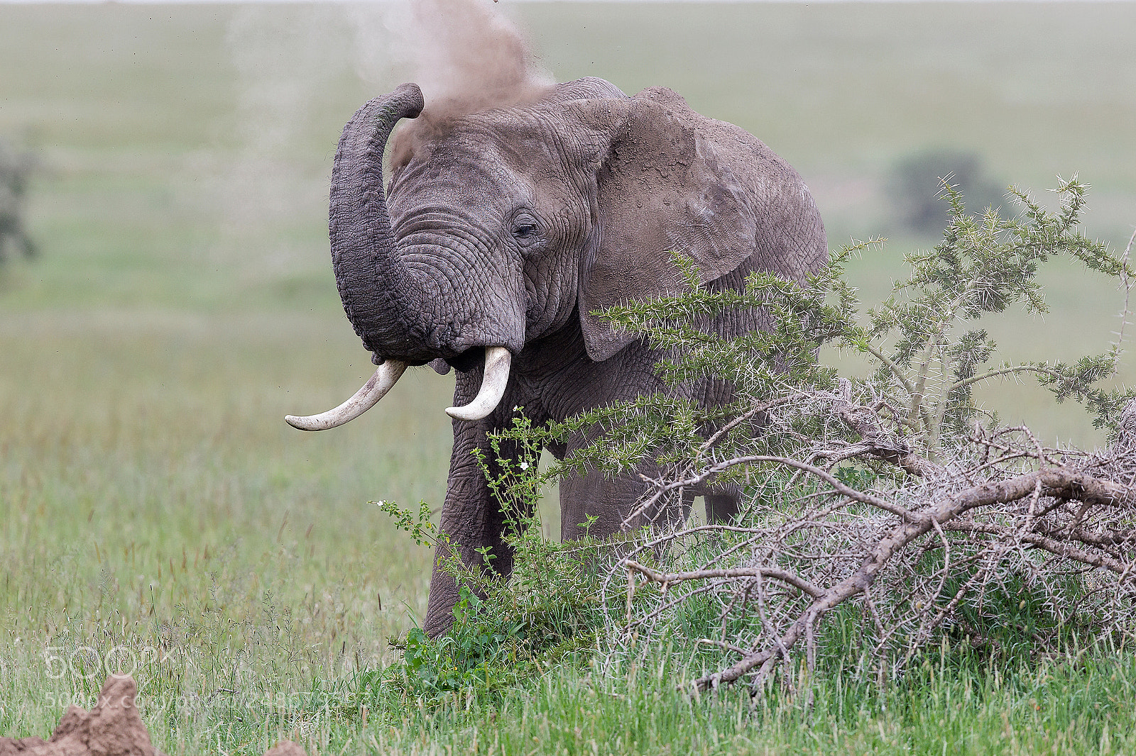 Canon EOS-1D X sample photo. Dust bath photography