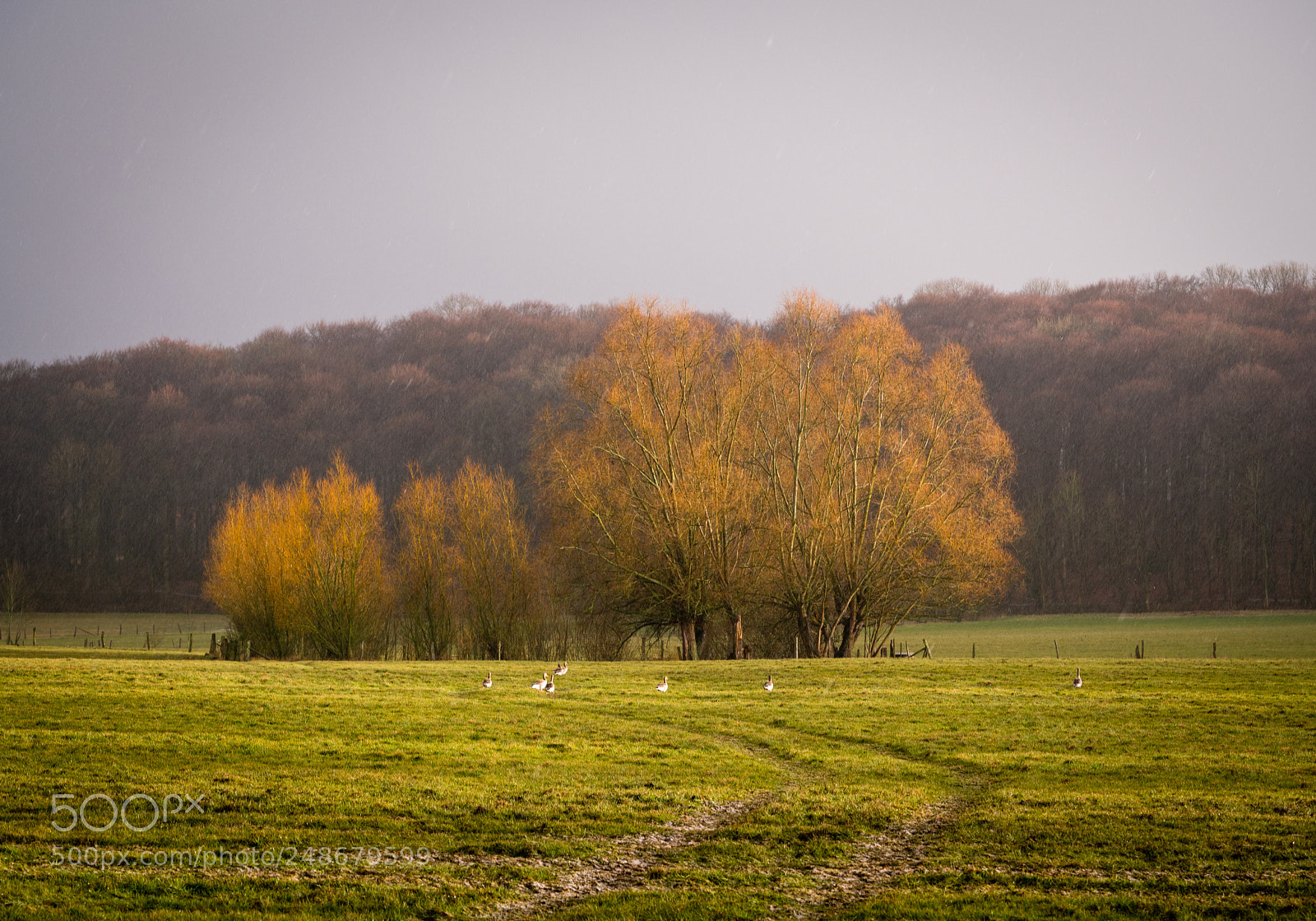 Sony a7R II sample photo. Rain leaves and the photography