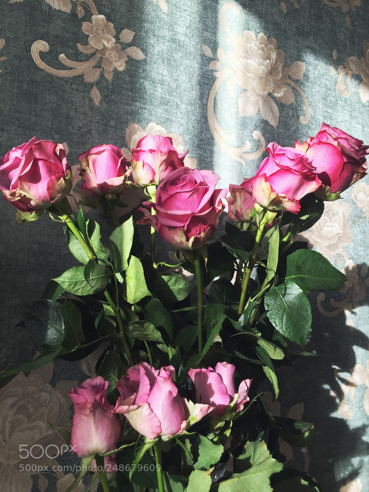 Apple iPhone 6s sample photo. Untitled photography