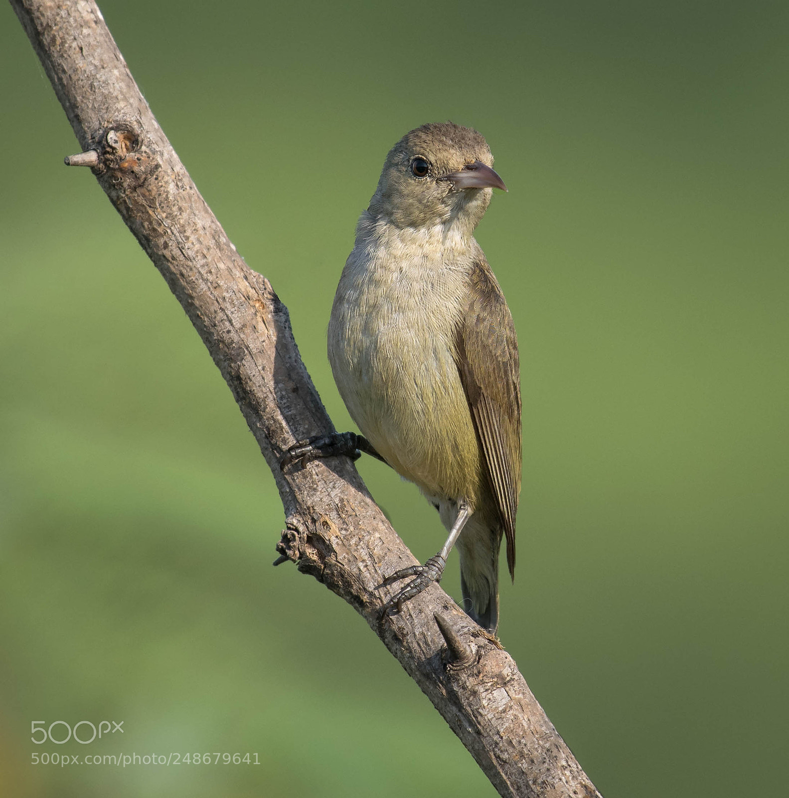 Nikon D5300 sample photo. Pale billed flowerpecker photography