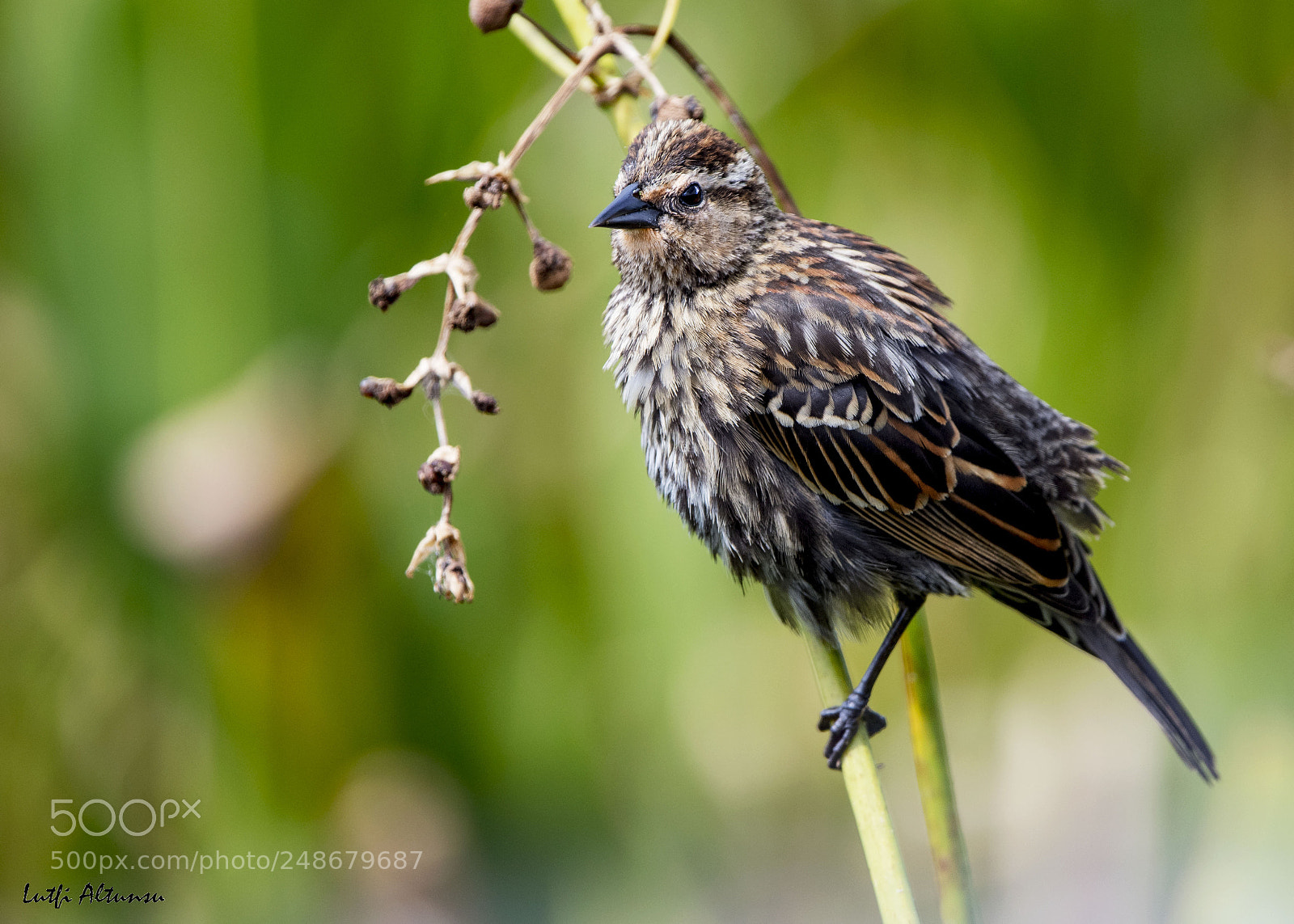 Nikon D500 sample photo. Red-winged blackbird female alakanatl photography