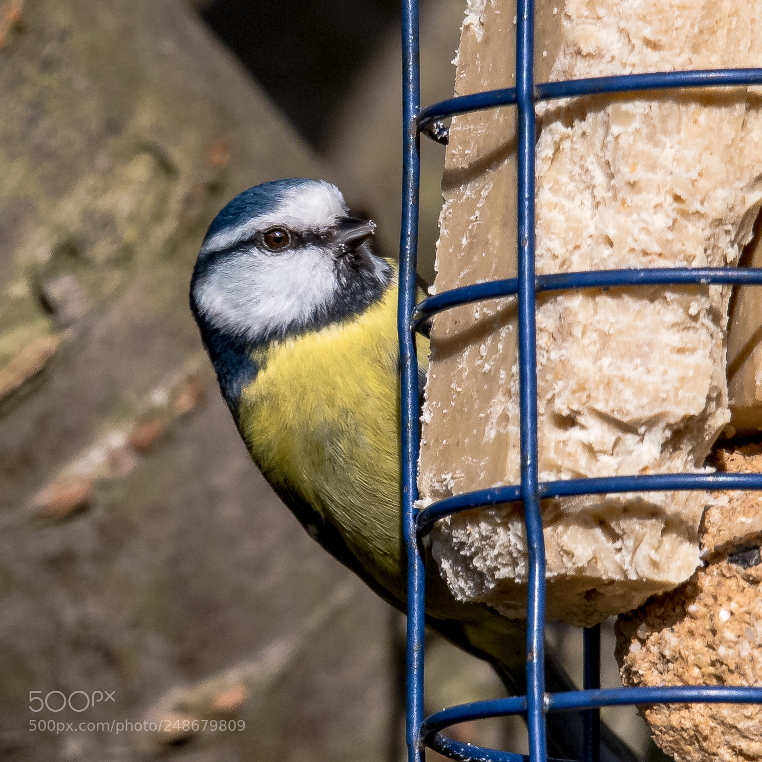 Nikon D850 sample photo. On the fat feeder photography