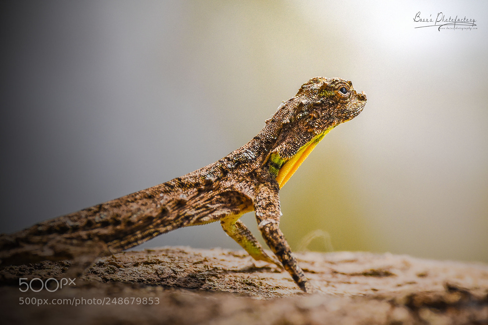 Nikon D810 sample photo. Gecko lizard photography