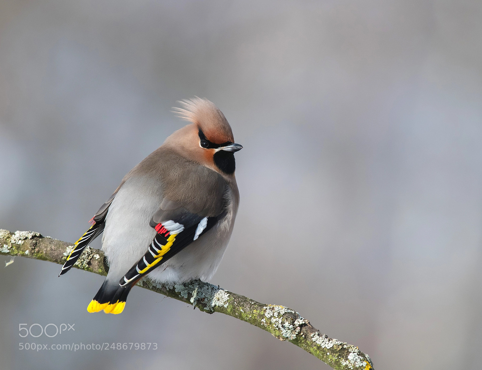 Nikon D850 sample photo. Waxwing photography
