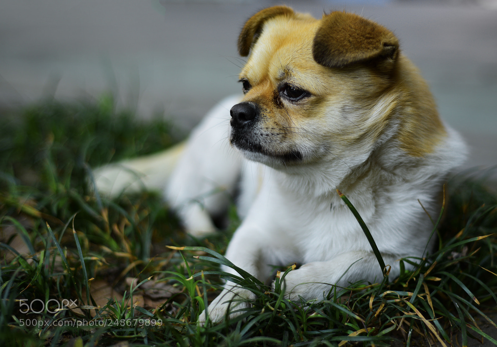 Nikon D810 sample photo. Dog photography