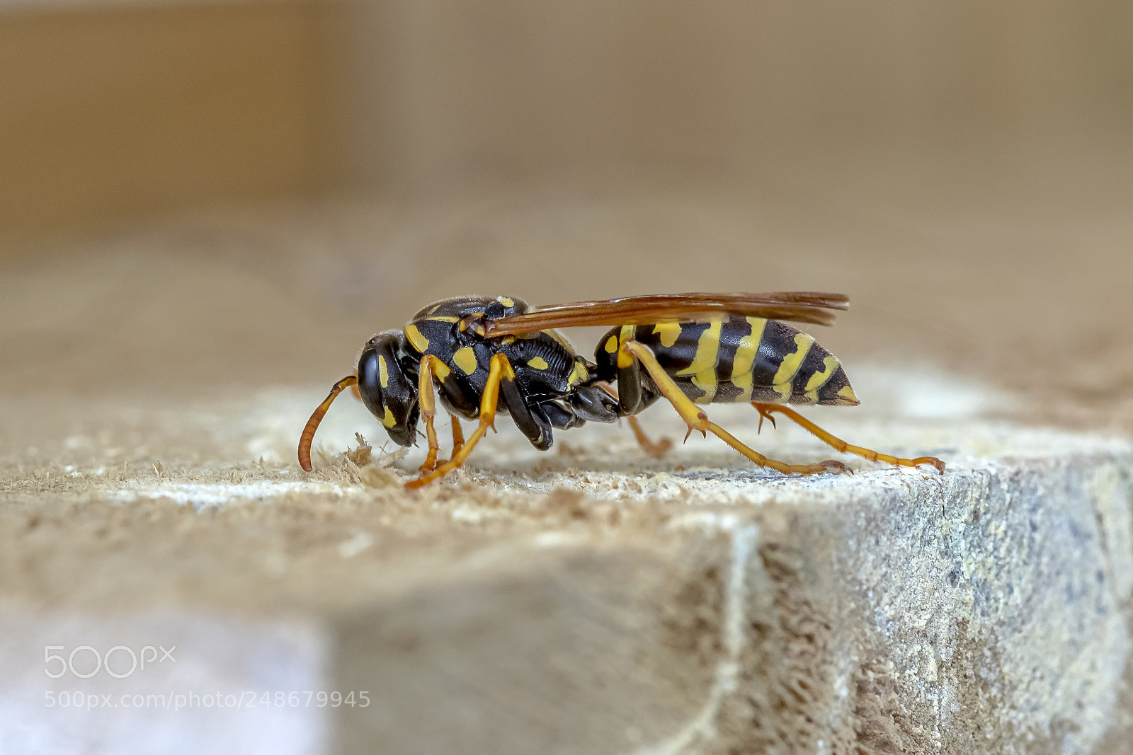 Canon EOS 7D Mark II sample photo. Paper wasp photography