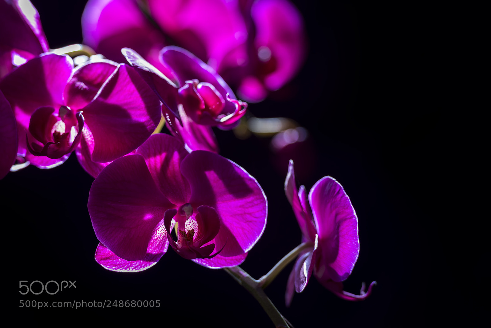 Nikon D810 sample photo. Orchid photography