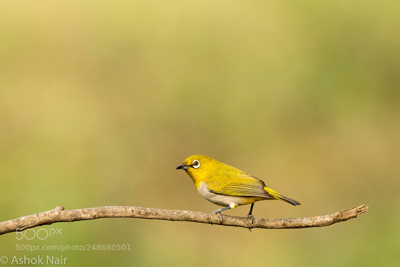 Nikon D850 sample photo. Oriental whiteeye photography