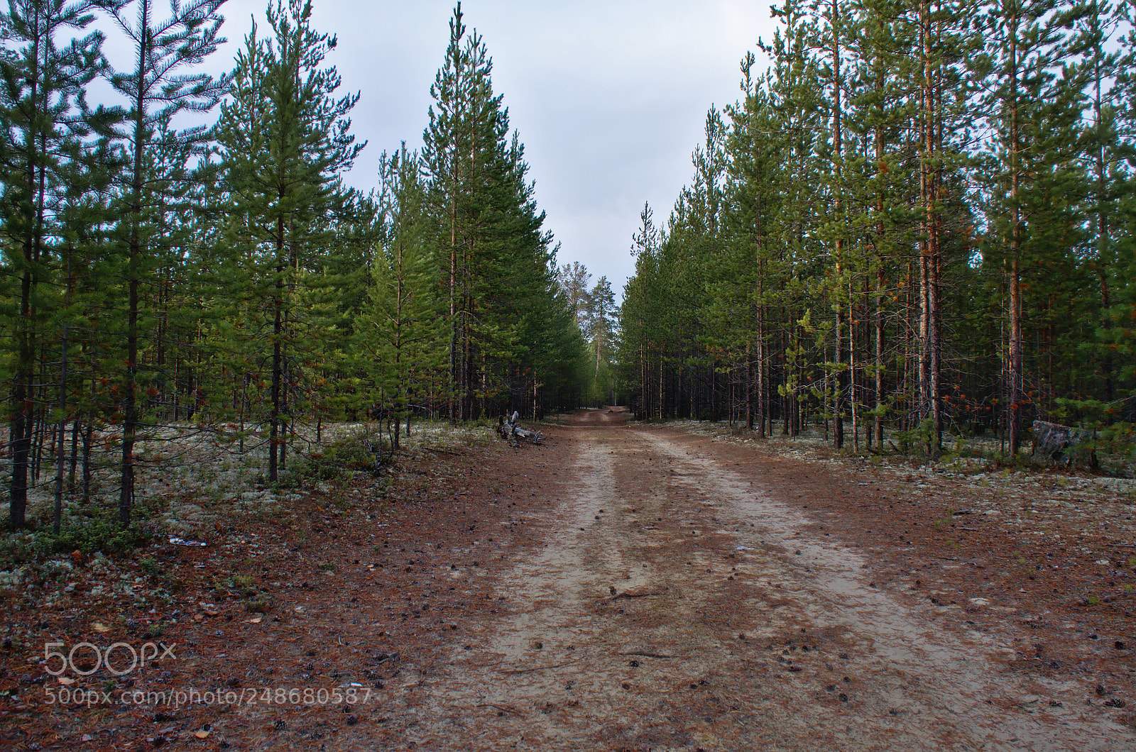 Nikon D7000 sample photo. Taiga road photography