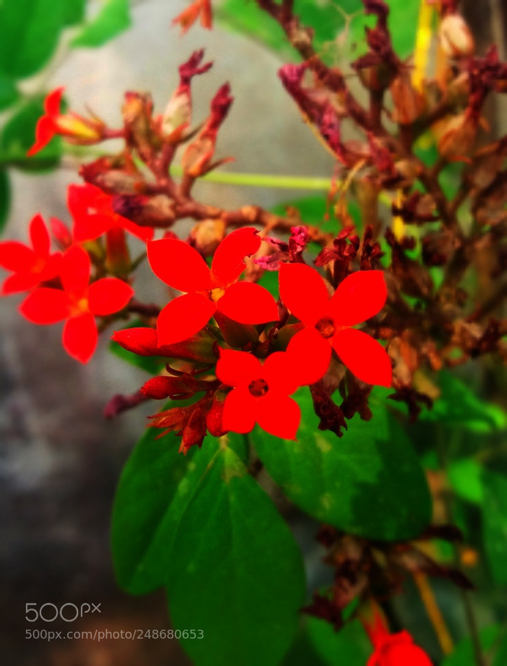 Samsung Galaxy J5 sample photo. Untitled photography