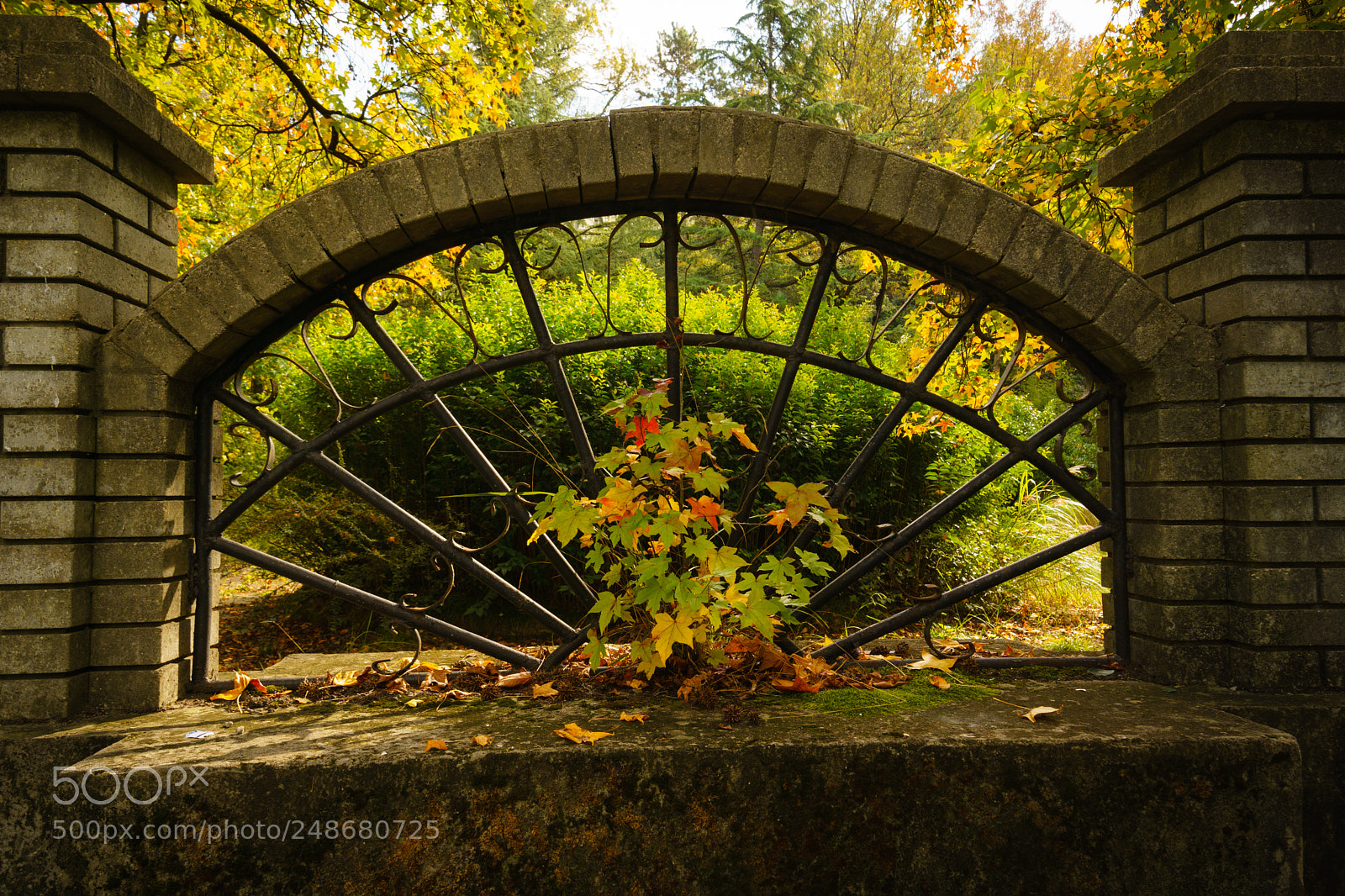 Sony a6000 sample photo. The autumn leaves of photography